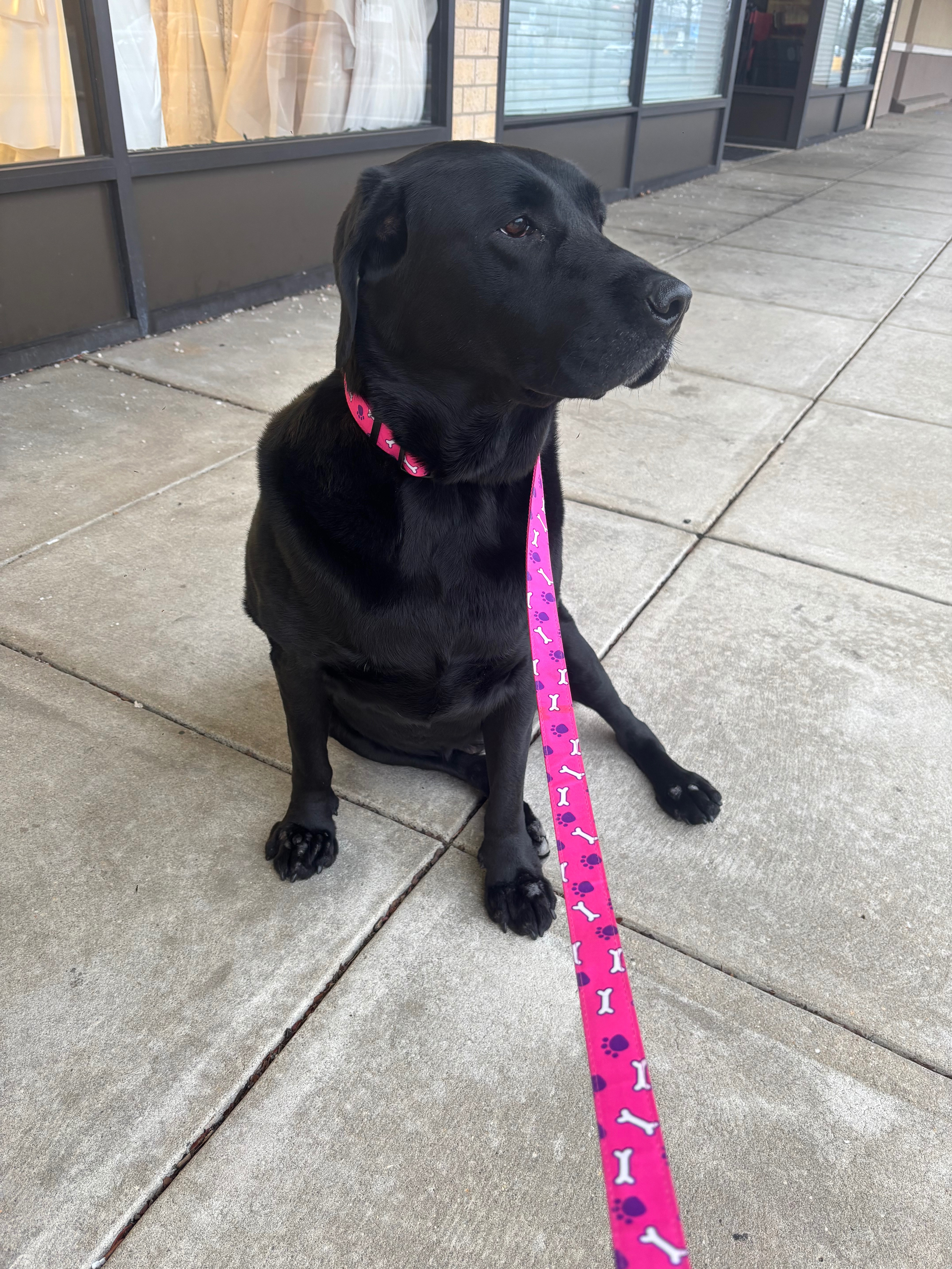 Help Bella Walk Again: Surgery Needed campaign photo, 6 of 8