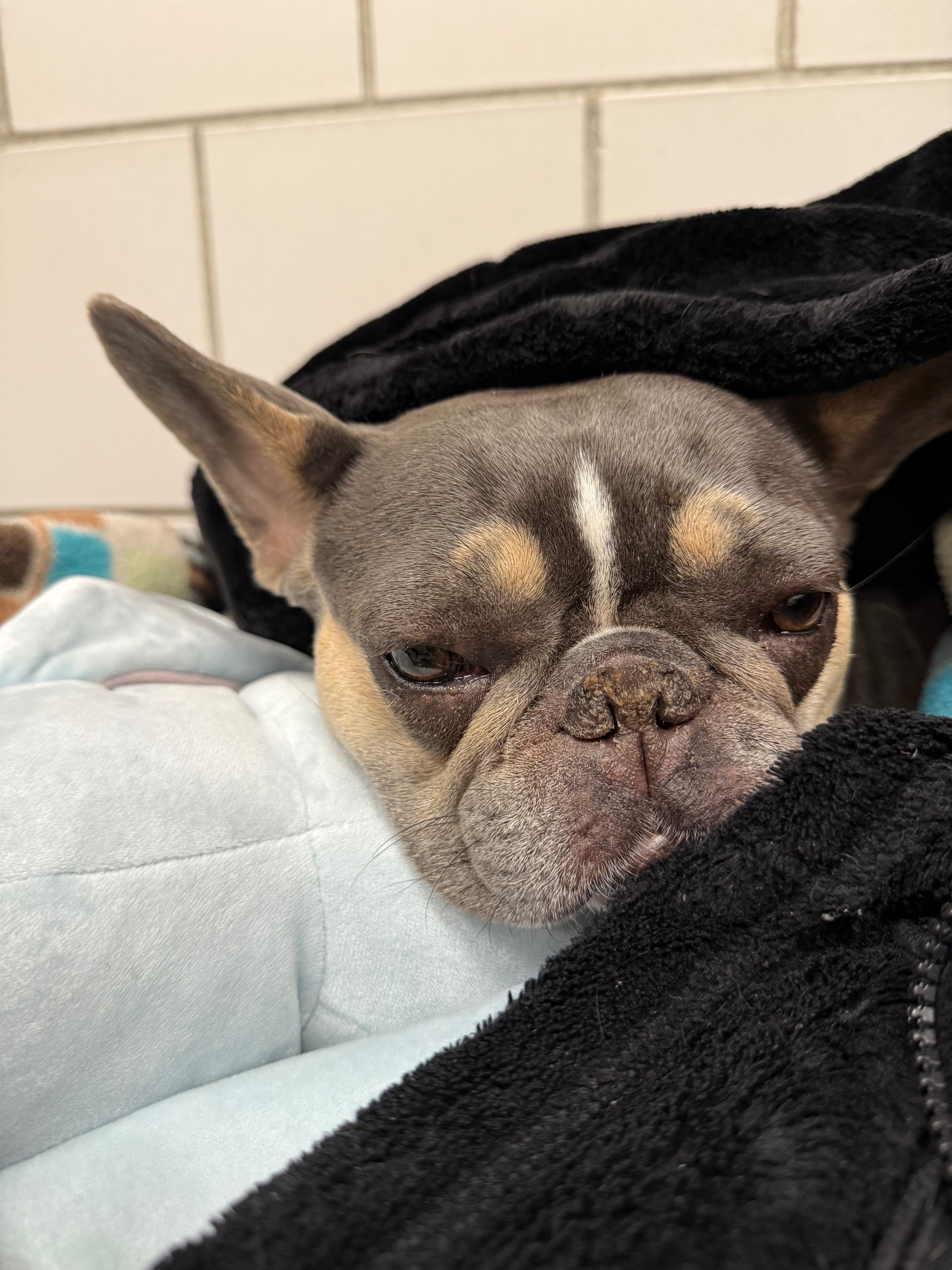 Urgent Surgery for Gigi at Cornell campaign photo, 2 of 7
