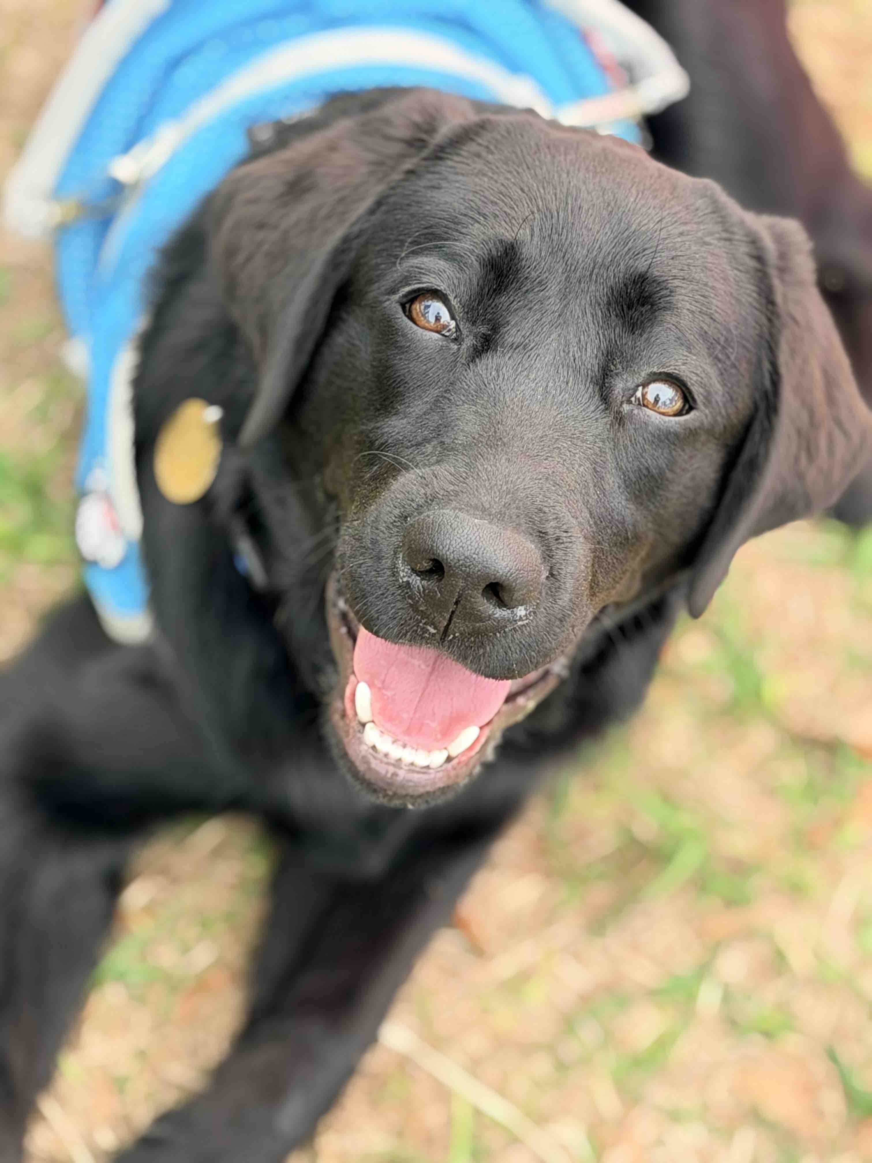 Training Cain - Mobility-PTSD Service Dog campaign photo, 7 of 8