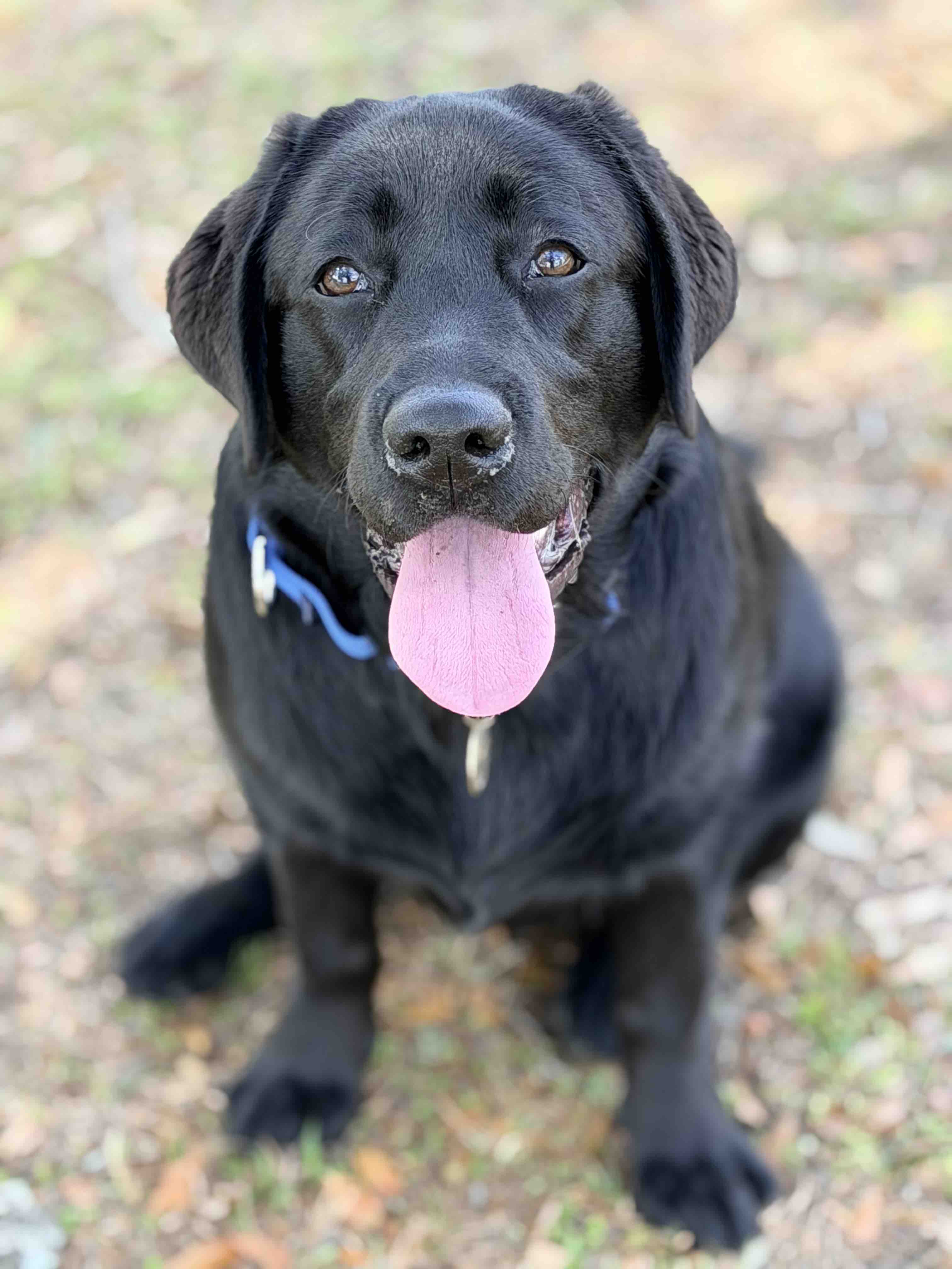 Training Cain - Mobility-PTSD Service Dog campaign photo, 2 of 8