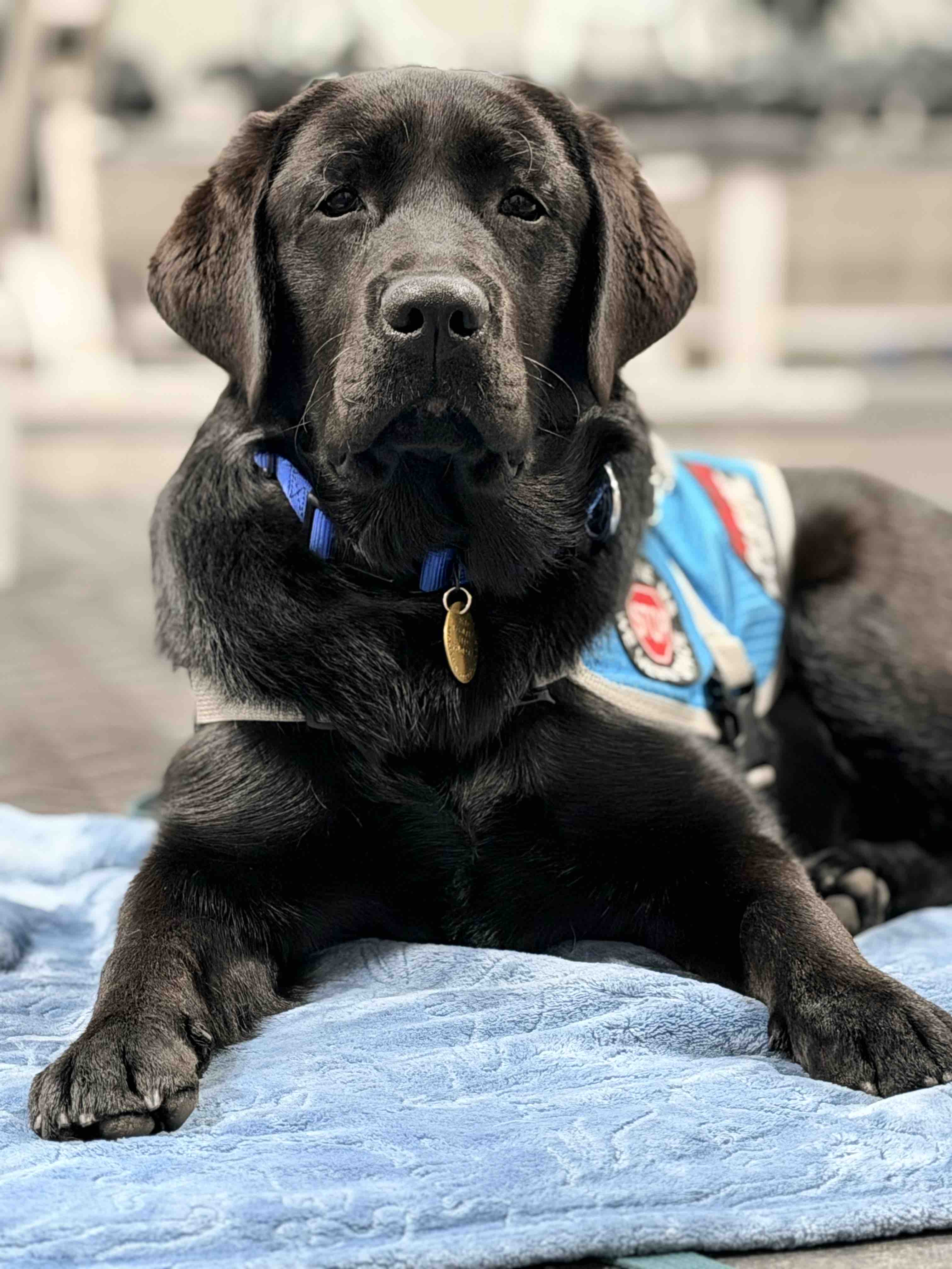 Training Cain - Mobility-PTSD Service Dog campaign photo, 4 of 8
