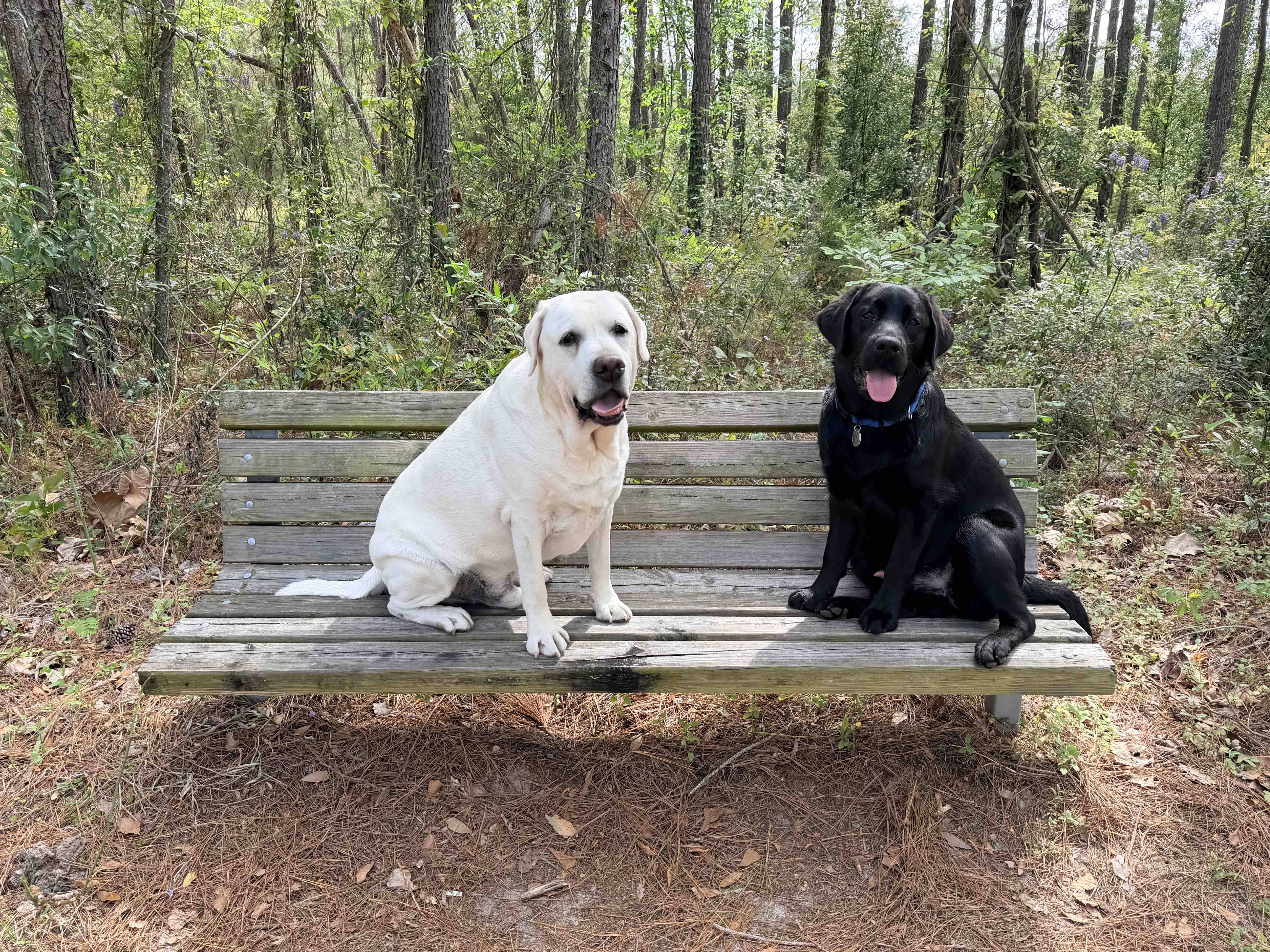 Training Cain - Mobility-PTSD Service Dog campaign photo, 5 of 8