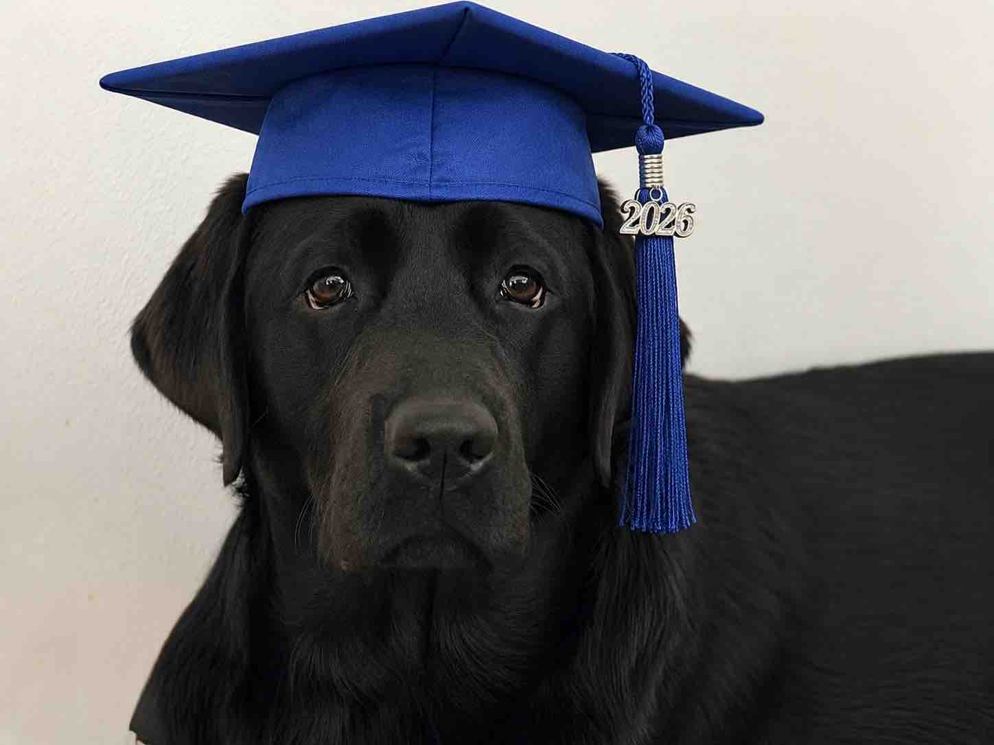 Training Cain - Mobility-PTSD Service Dog campaign photo, 6 of 8