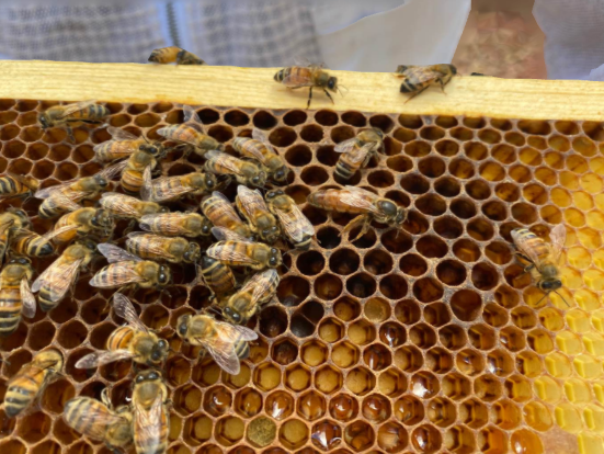 Please Help Rebuild Costa Honey Farm Because of Pesticide campaign photo, 4 of 7
