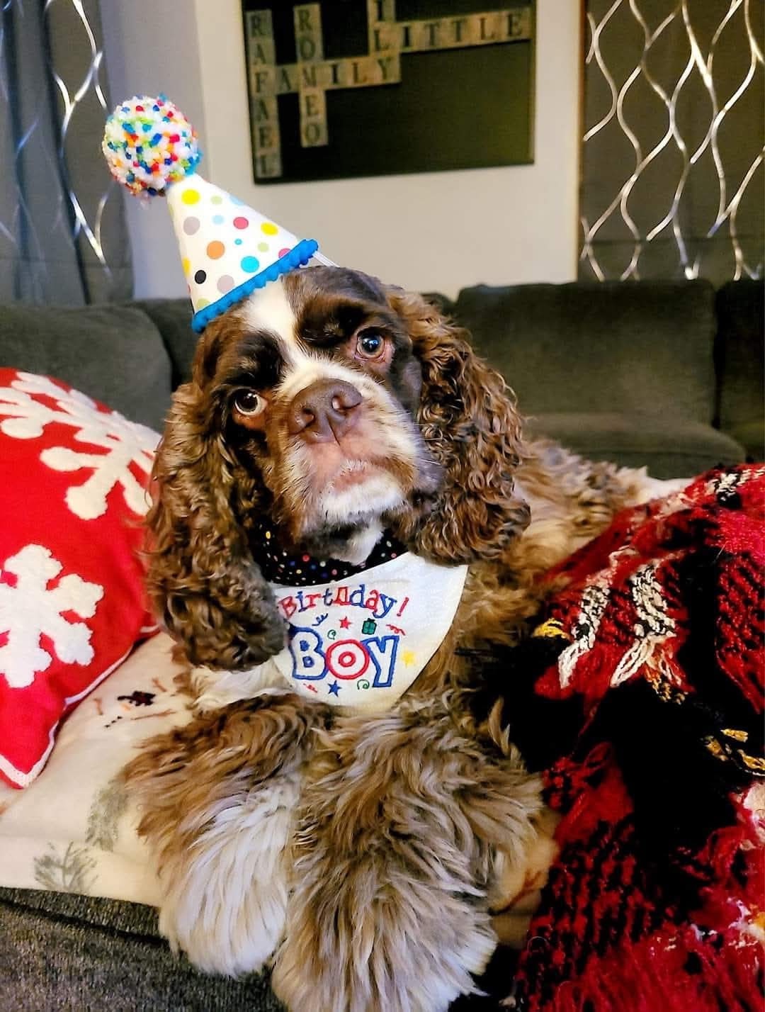 Help Romeo Get Back on His Paws – ACL Surgery Fund campaign photo, 7 of 8