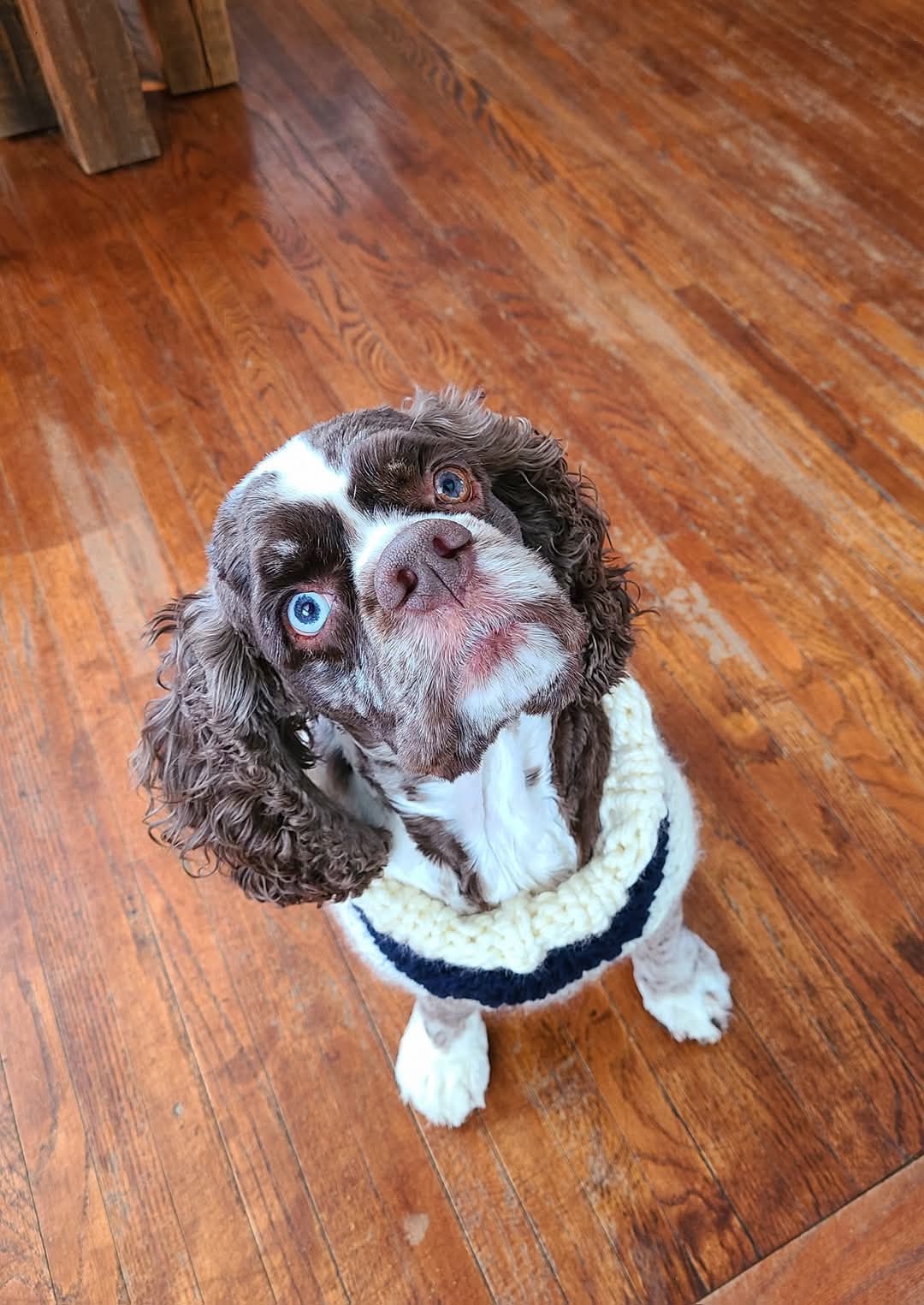 Help Romeo Get Back on His Paws – ACL Surgery Fund campaign photo, 4 of 8