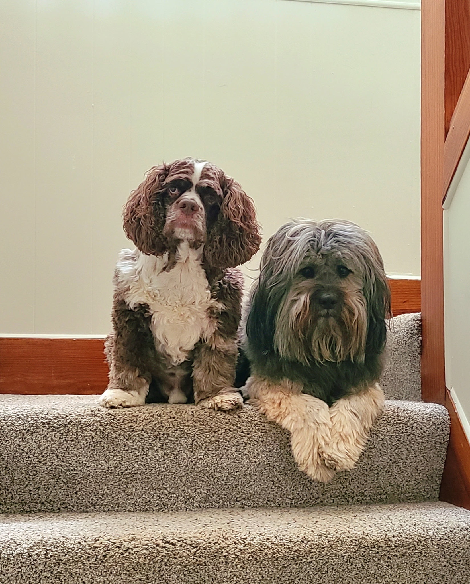Help Romeo Get Back on His Paws – ACL Surgery Fund campaign photo, 5 of 8