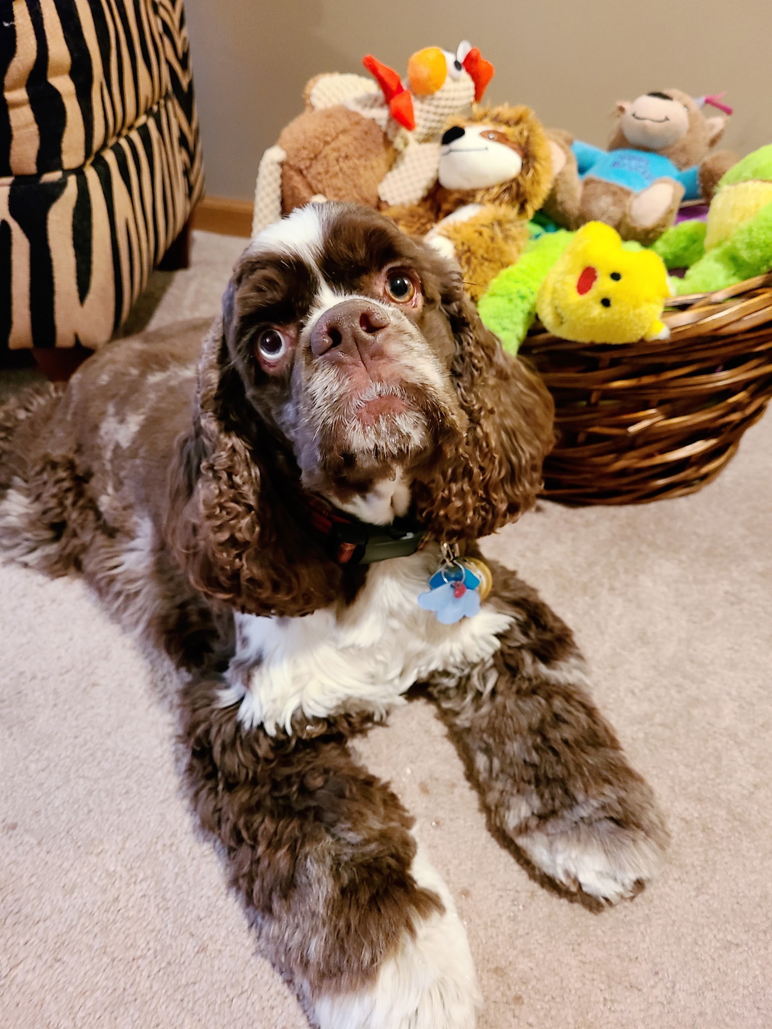 Help Romeo Get Back on His Paws – ACL Surgery Fund campaign photo, 6 of 8