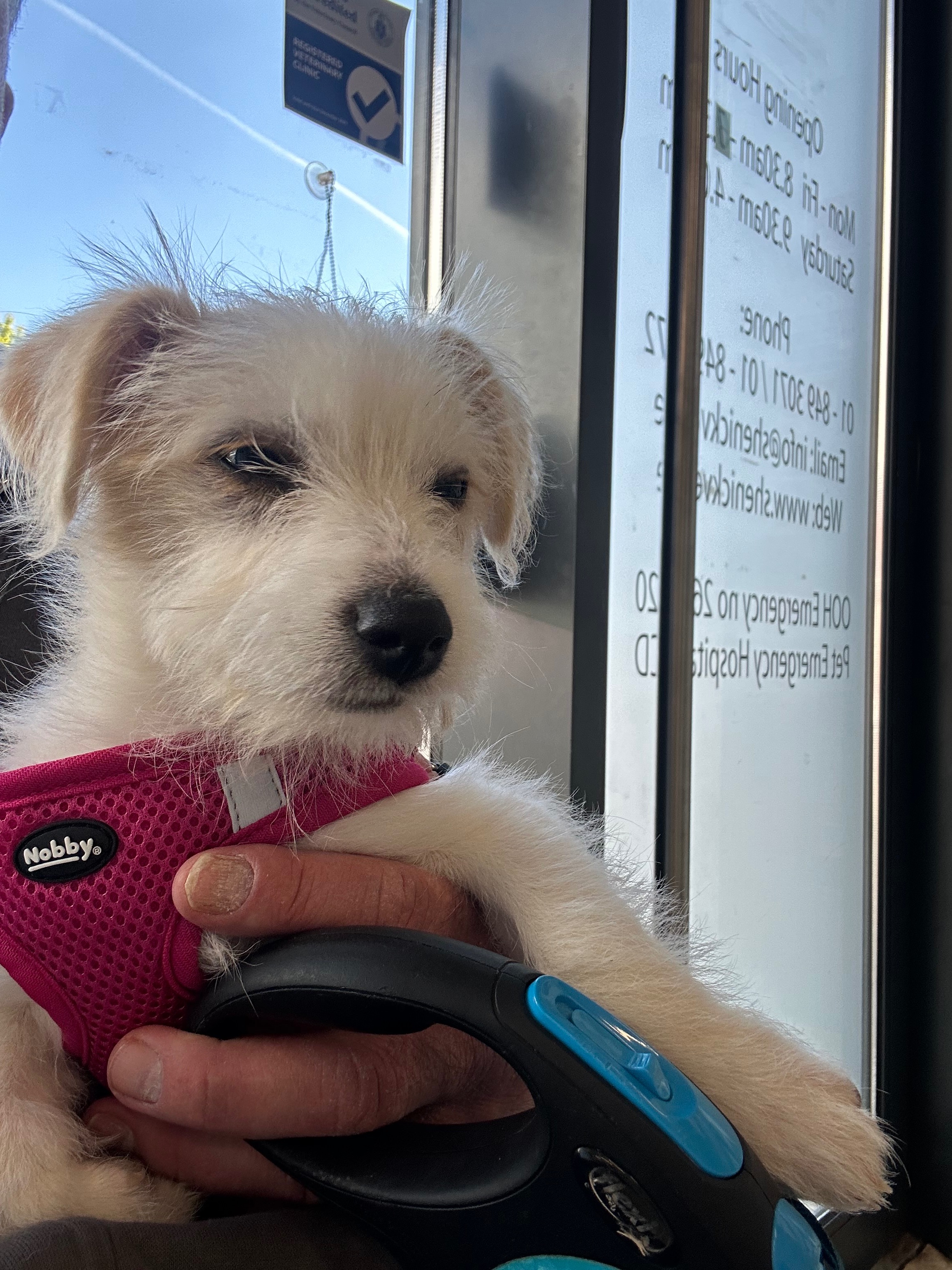 HELP ZIGGY GET HER LIFE SAVING SURGERY campaign photo, 7 of 8