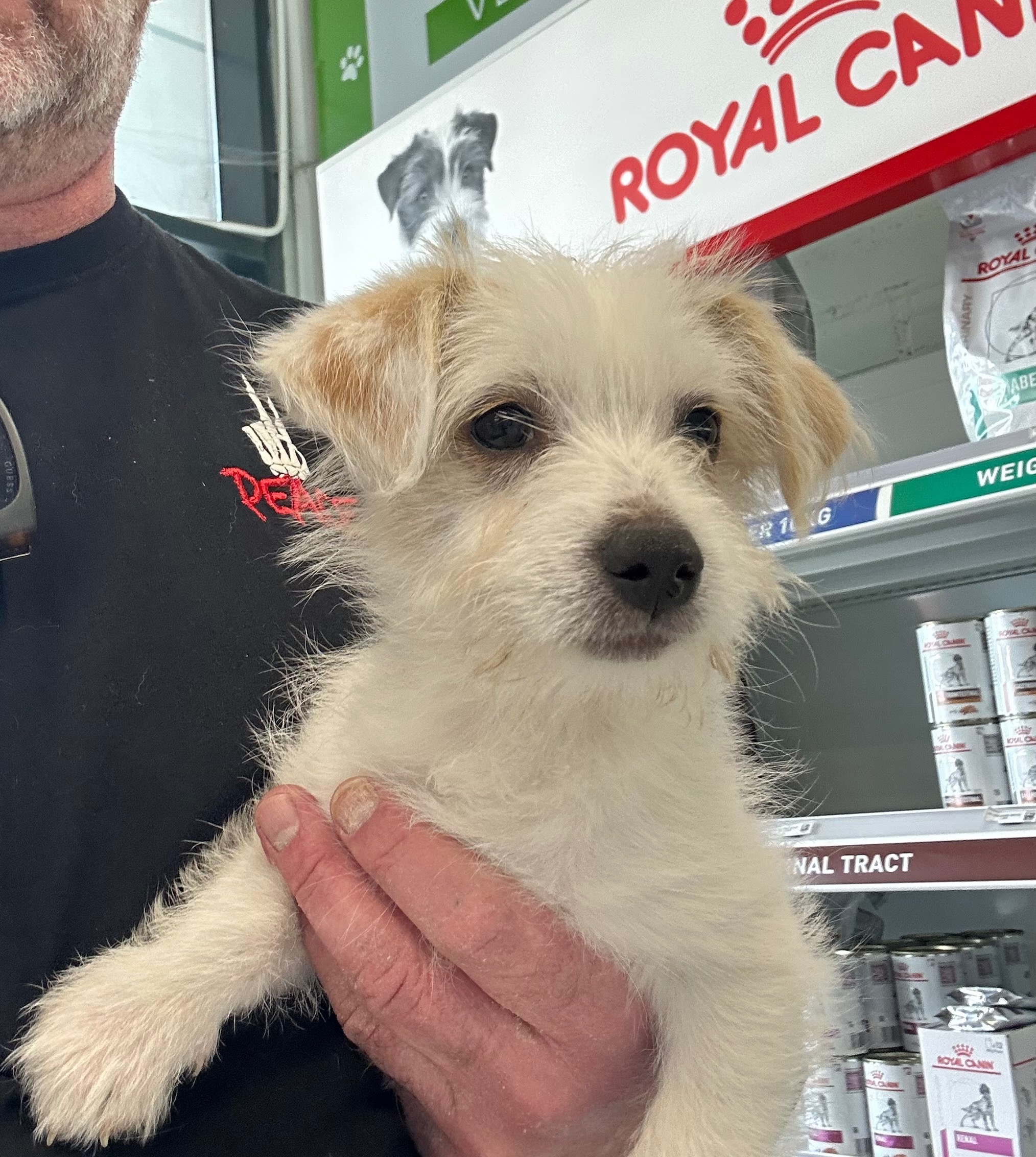 HELP ZIGGY GET HER LIFE SAVING SURGERY campaign photo, 2 of 8