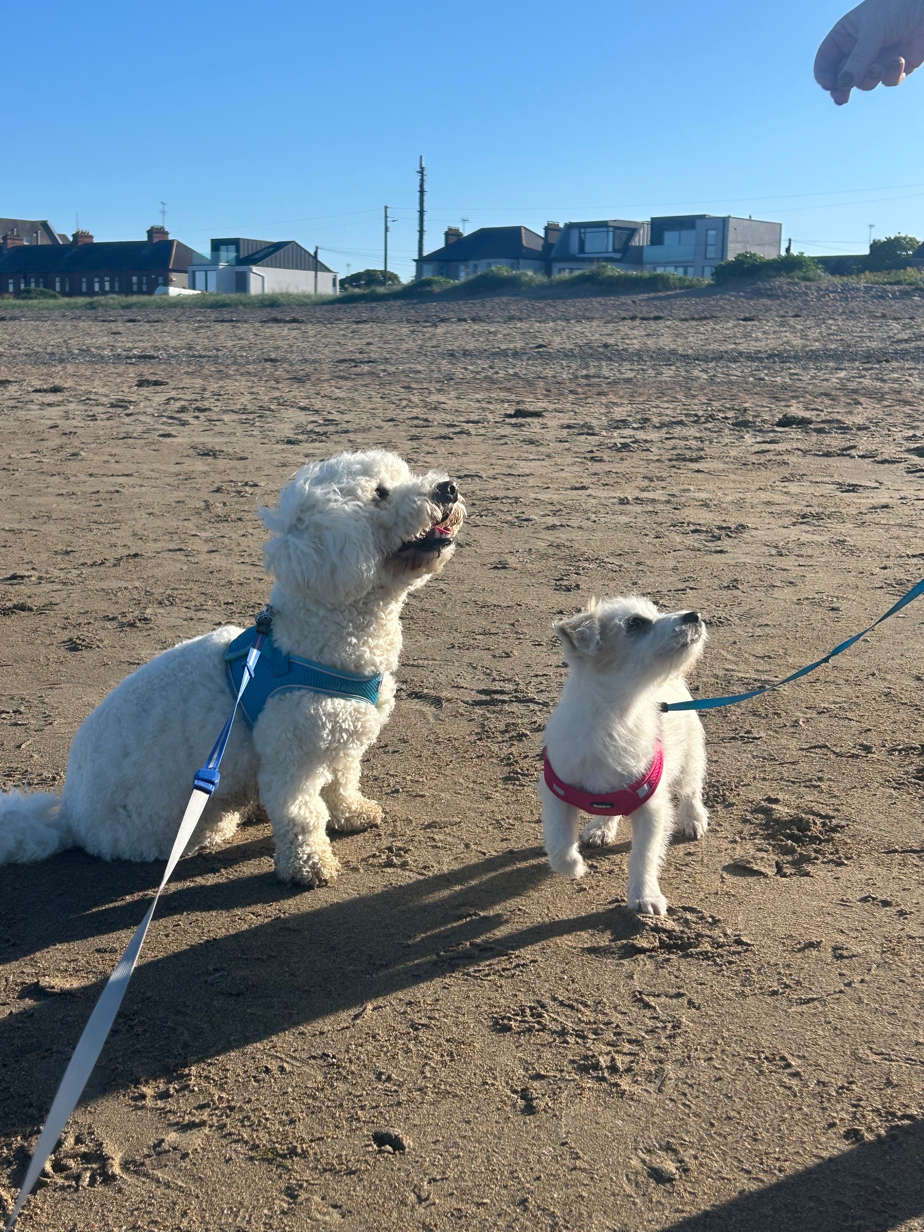 HELP ZIGGY GET HER LIFE SAVING SURGERY campaign photo, 6 of 8