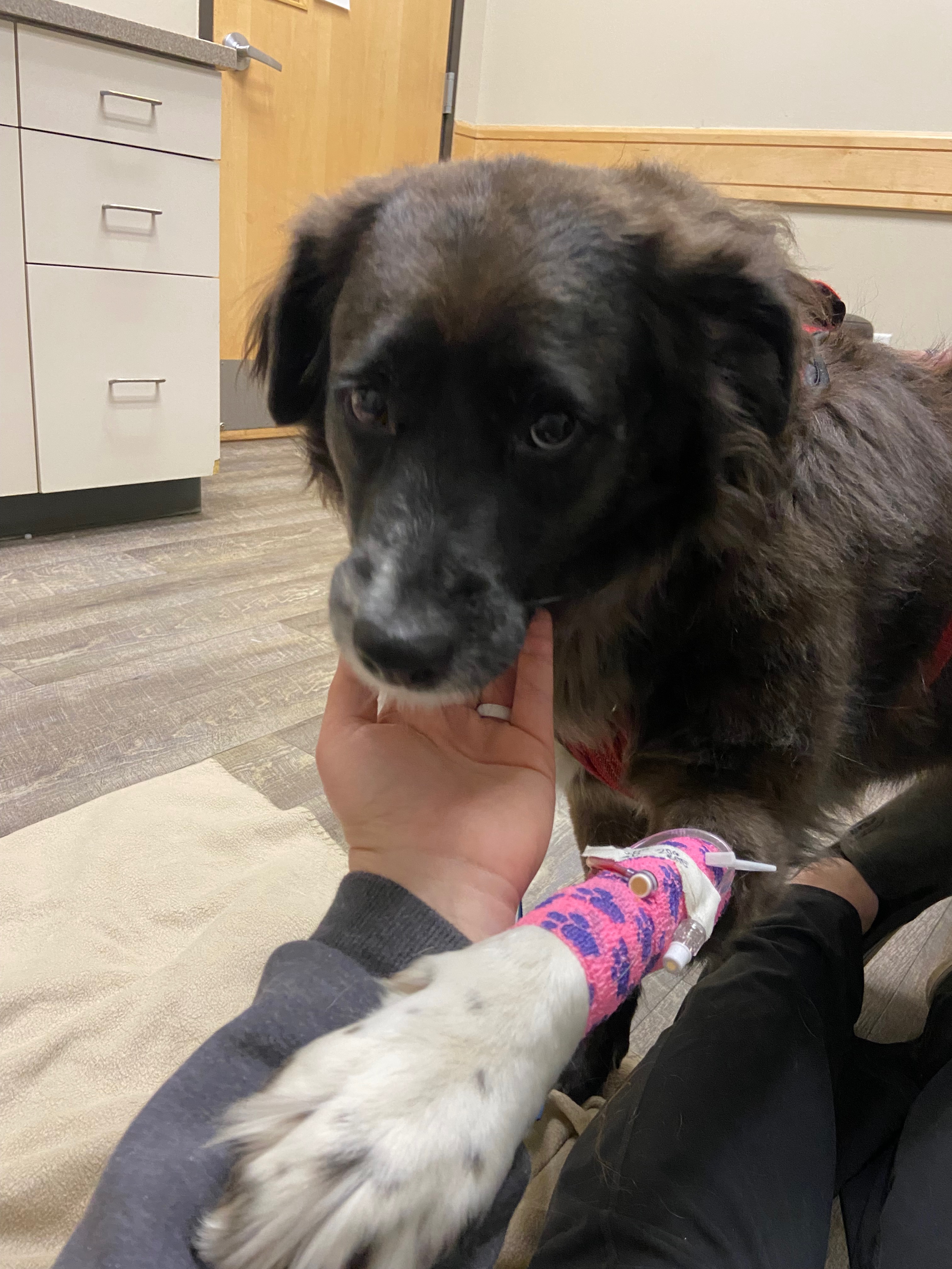 Support Momma's Urgent Medical Treatment campaign photo, 4 of 7