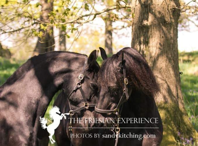 The Friesian Experience Horse Sanctuary campaign photo, 2 of 4