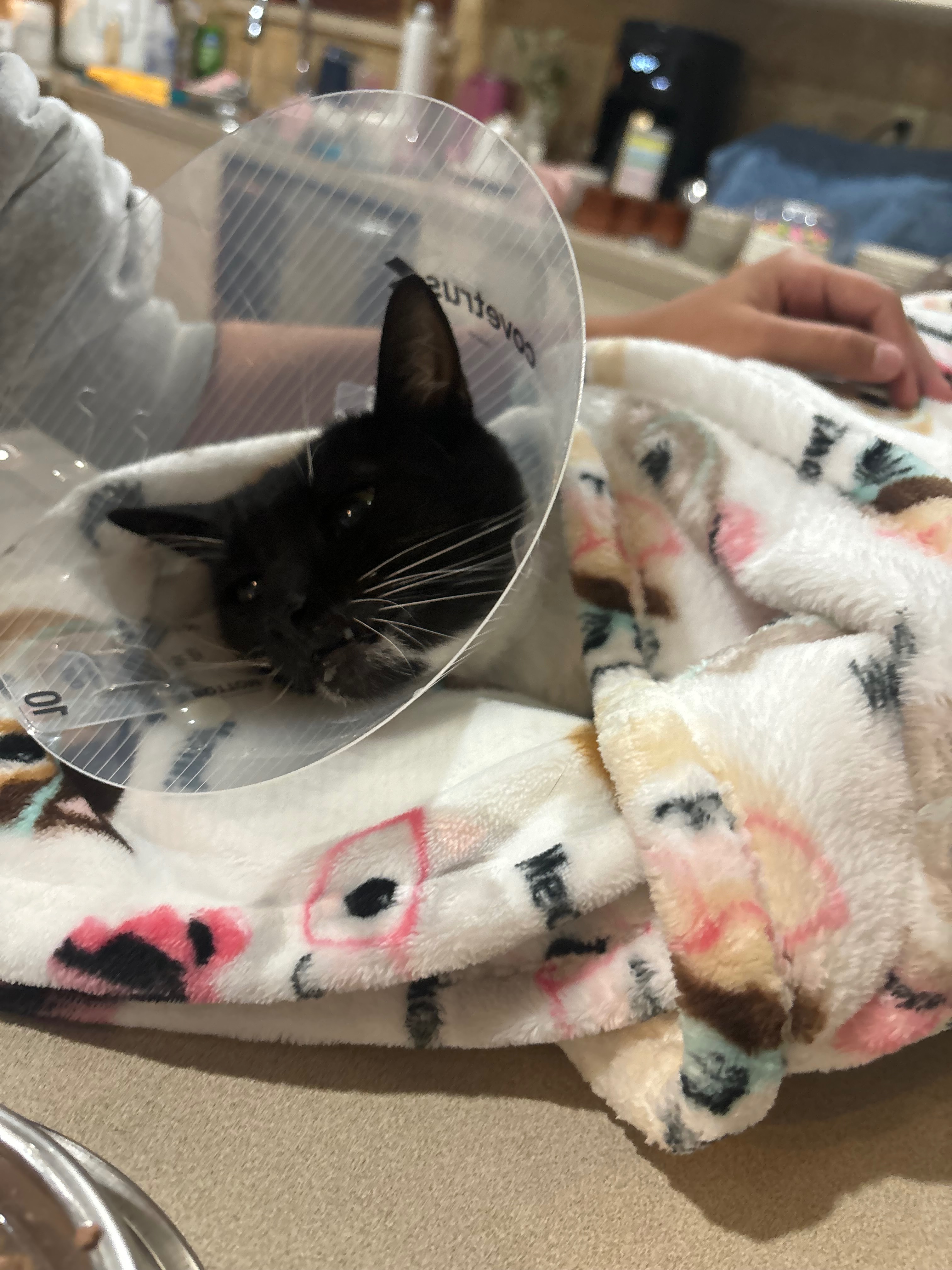 Support Luna's Recovery from Severe Trauma campaign photo, 2 of 6