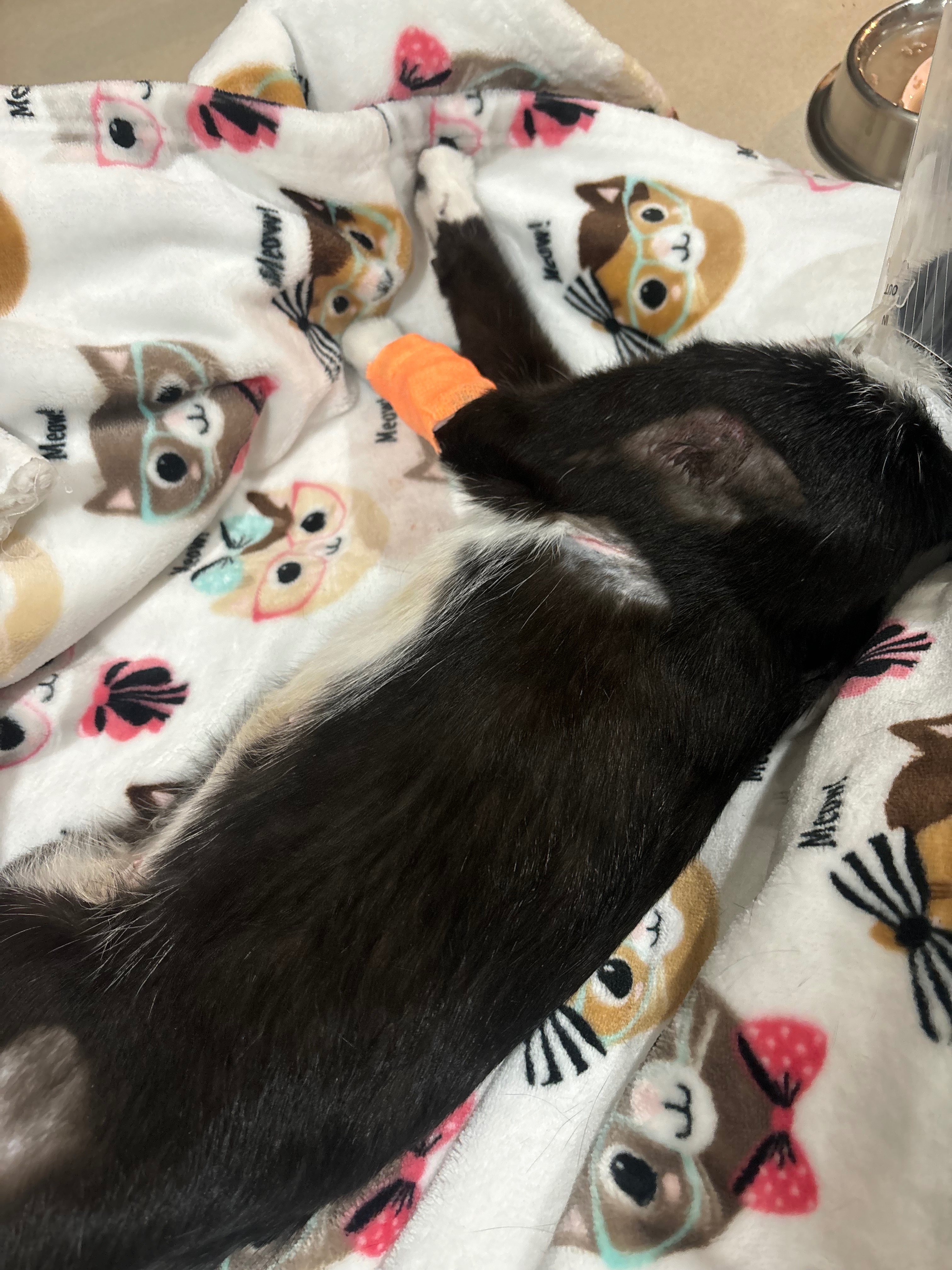 Support Luna's Recovery from Severe Trauma campaign photo, 4 of 6