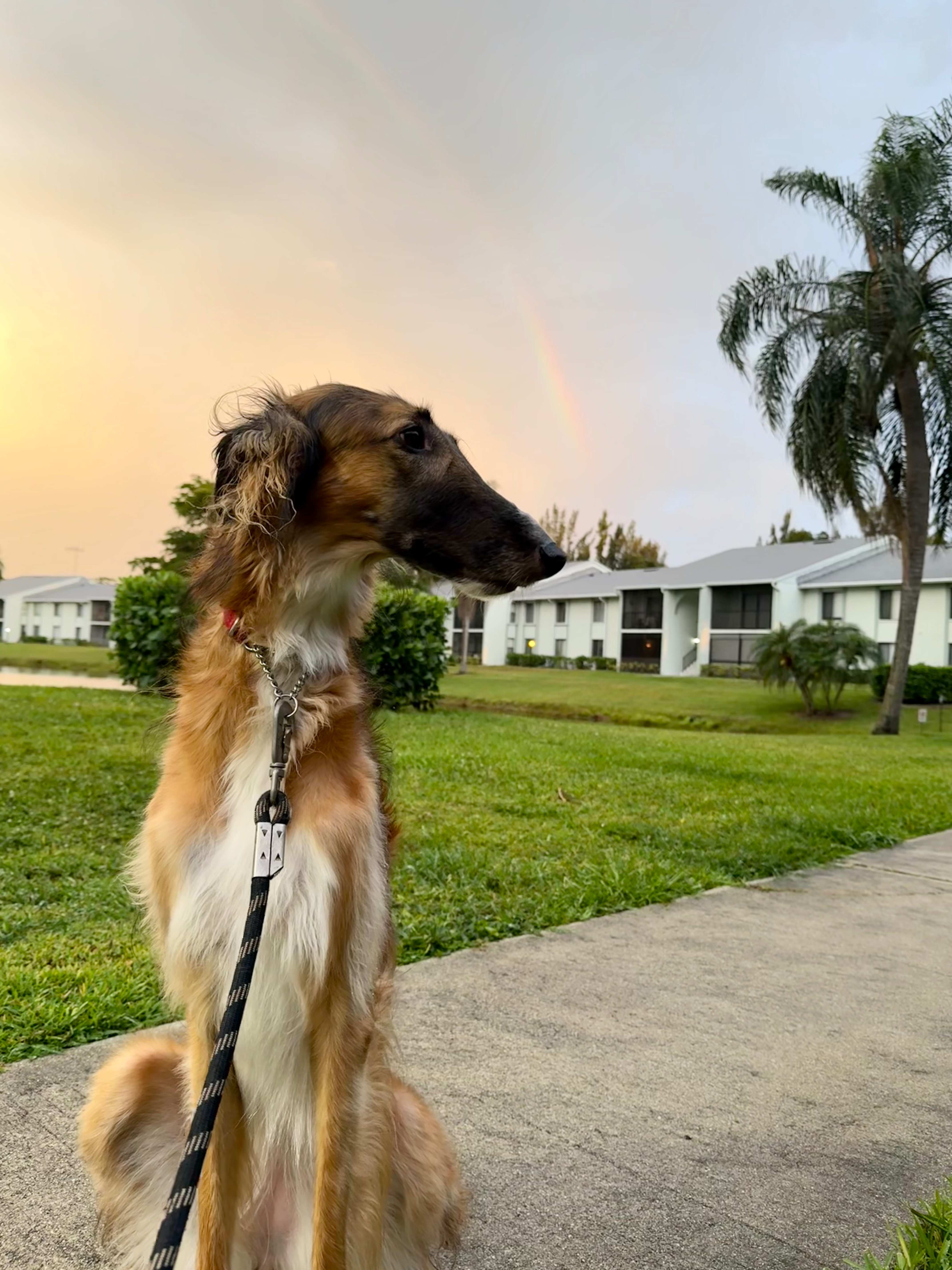Help Birdie Recover from Her Leg Injury campaign photo, 2 of 8