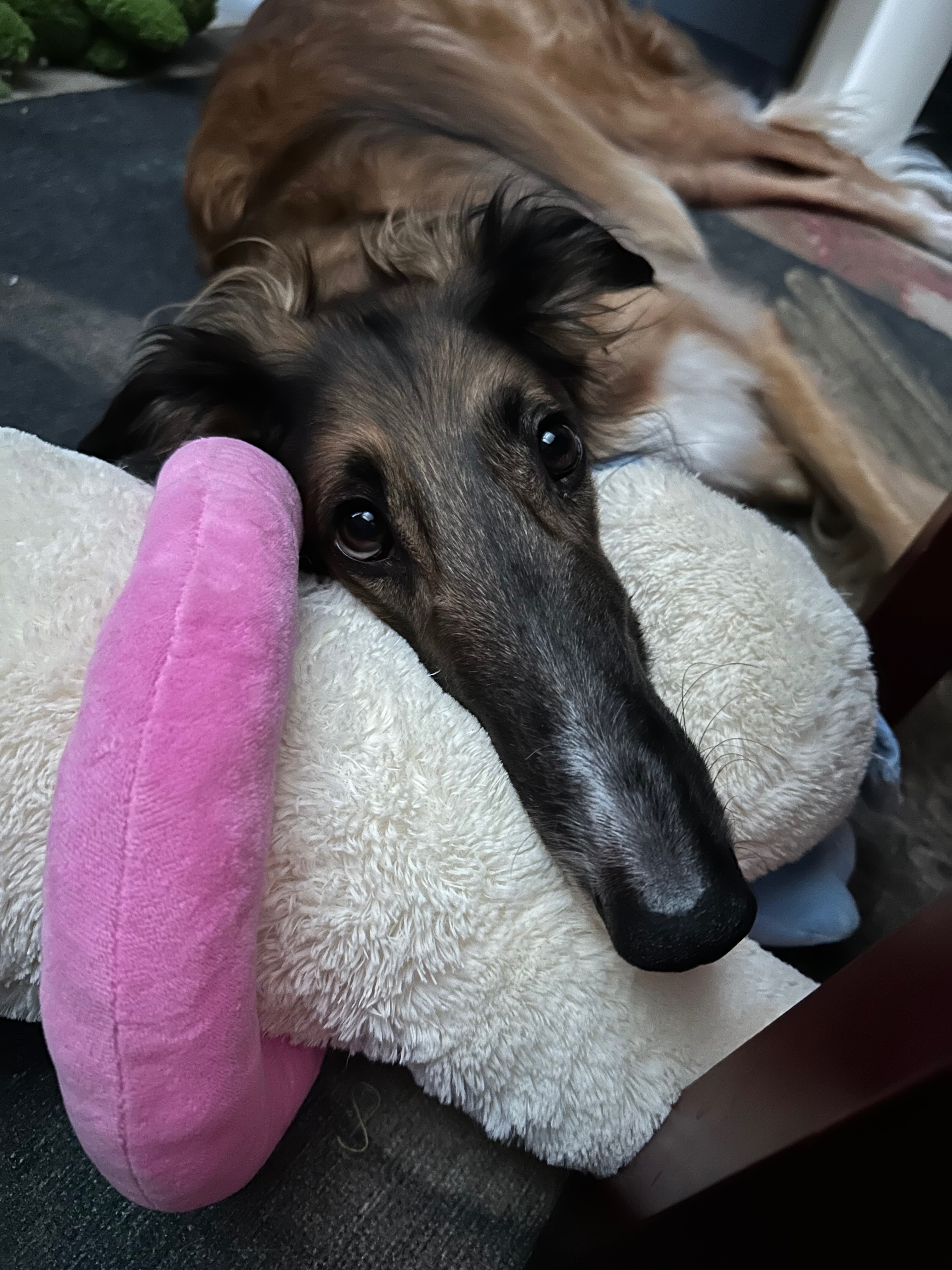 Help Birdie Recover from Her Leg Injury campaign photo, 4 of 8
