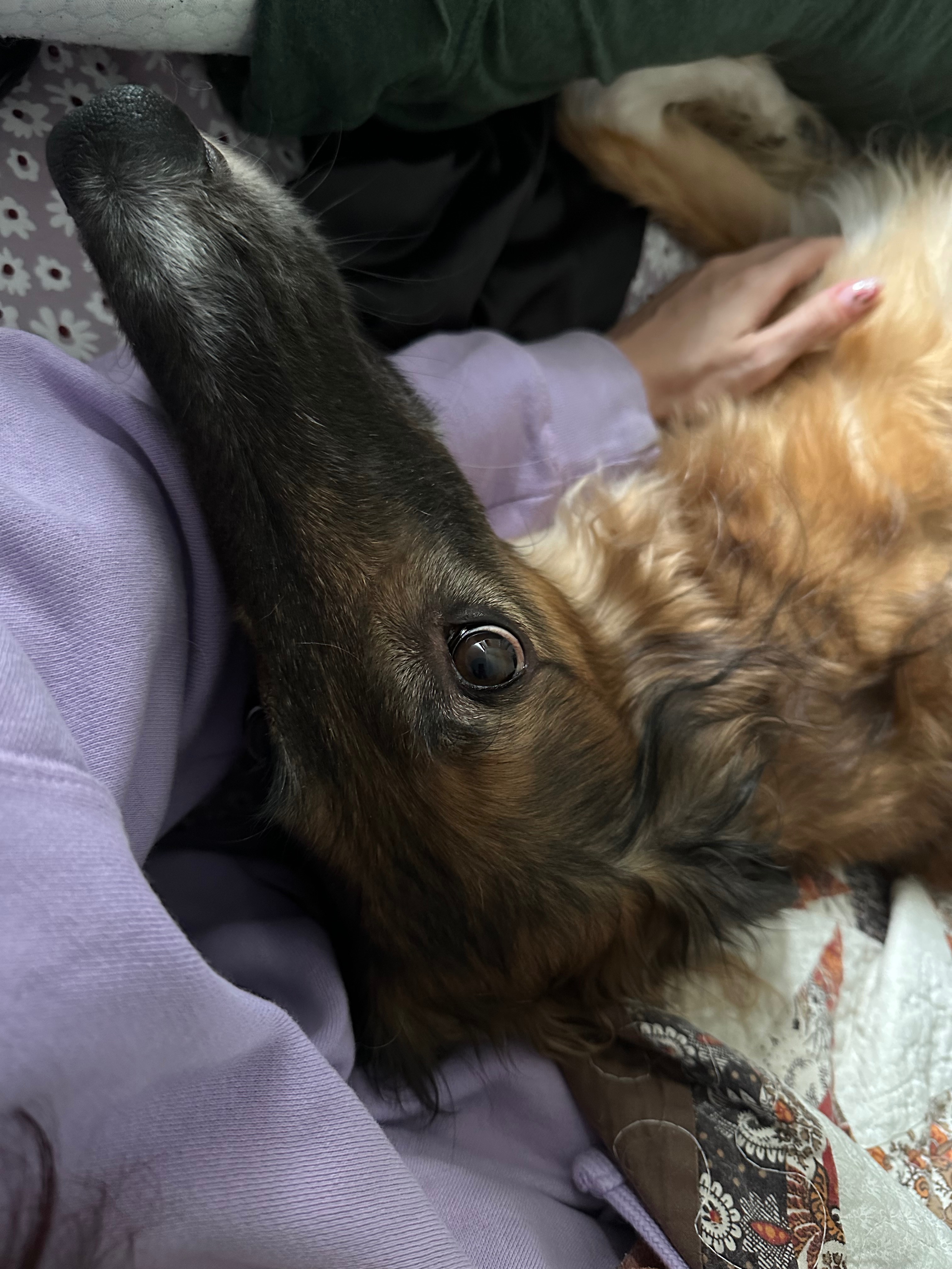 Help Birdie Recover from Her Leg Injury campaign photo, 5 of 8