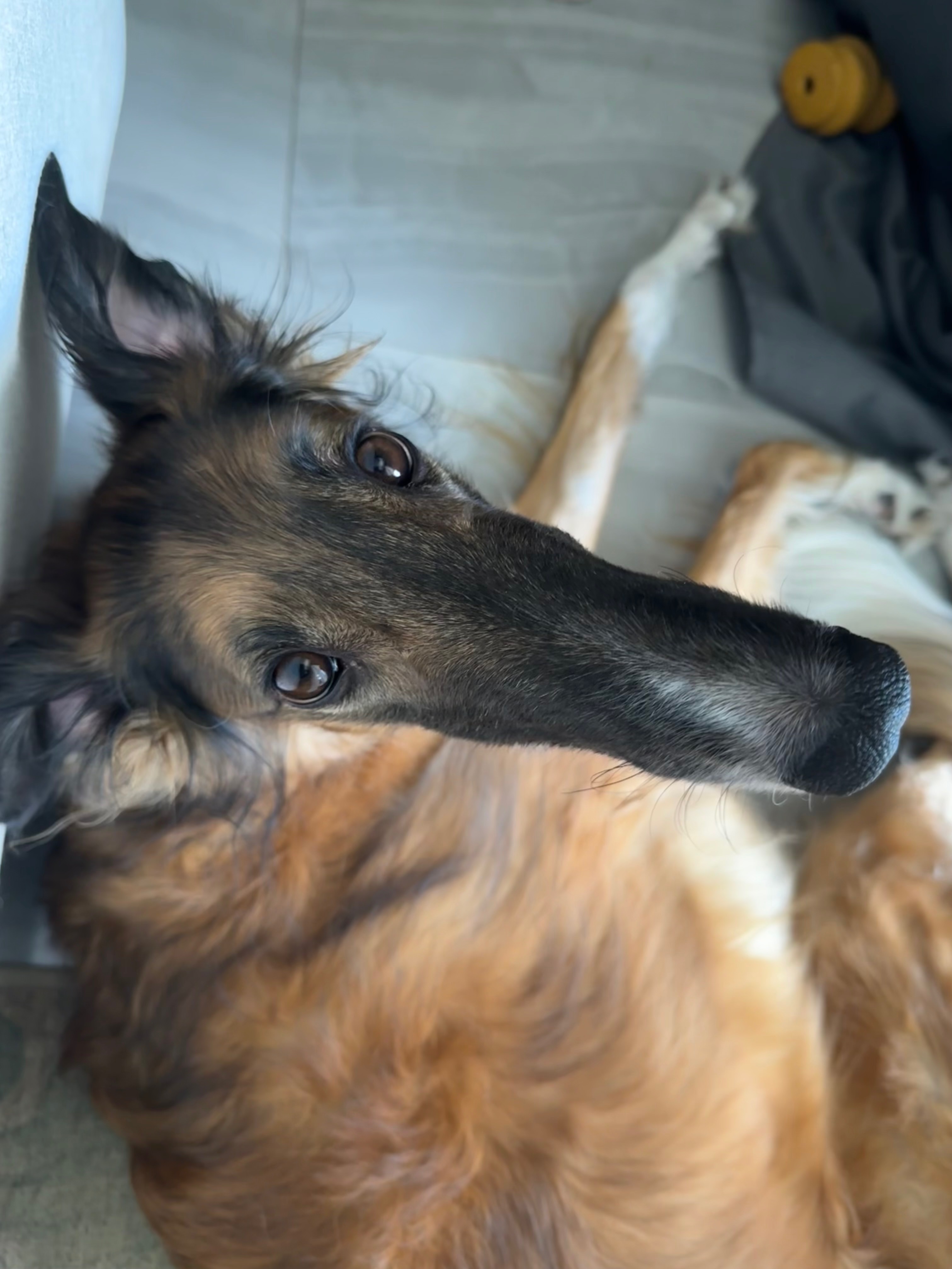 Help Birdie Recover from Her Leg Injury campaign photo, 6 of 8
