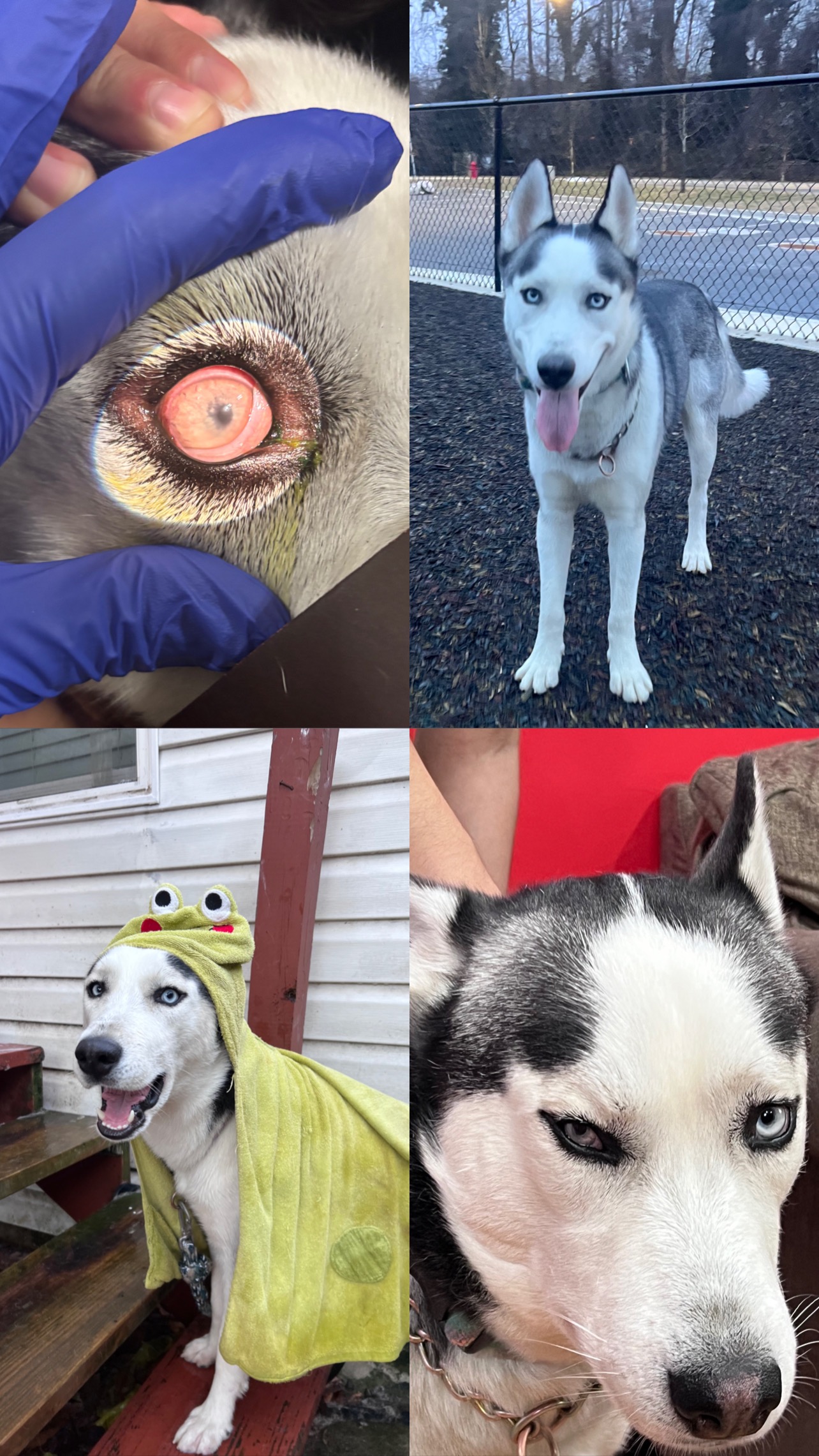 Help Lucky With His Eye Surgery campaign photo, 7 of 8