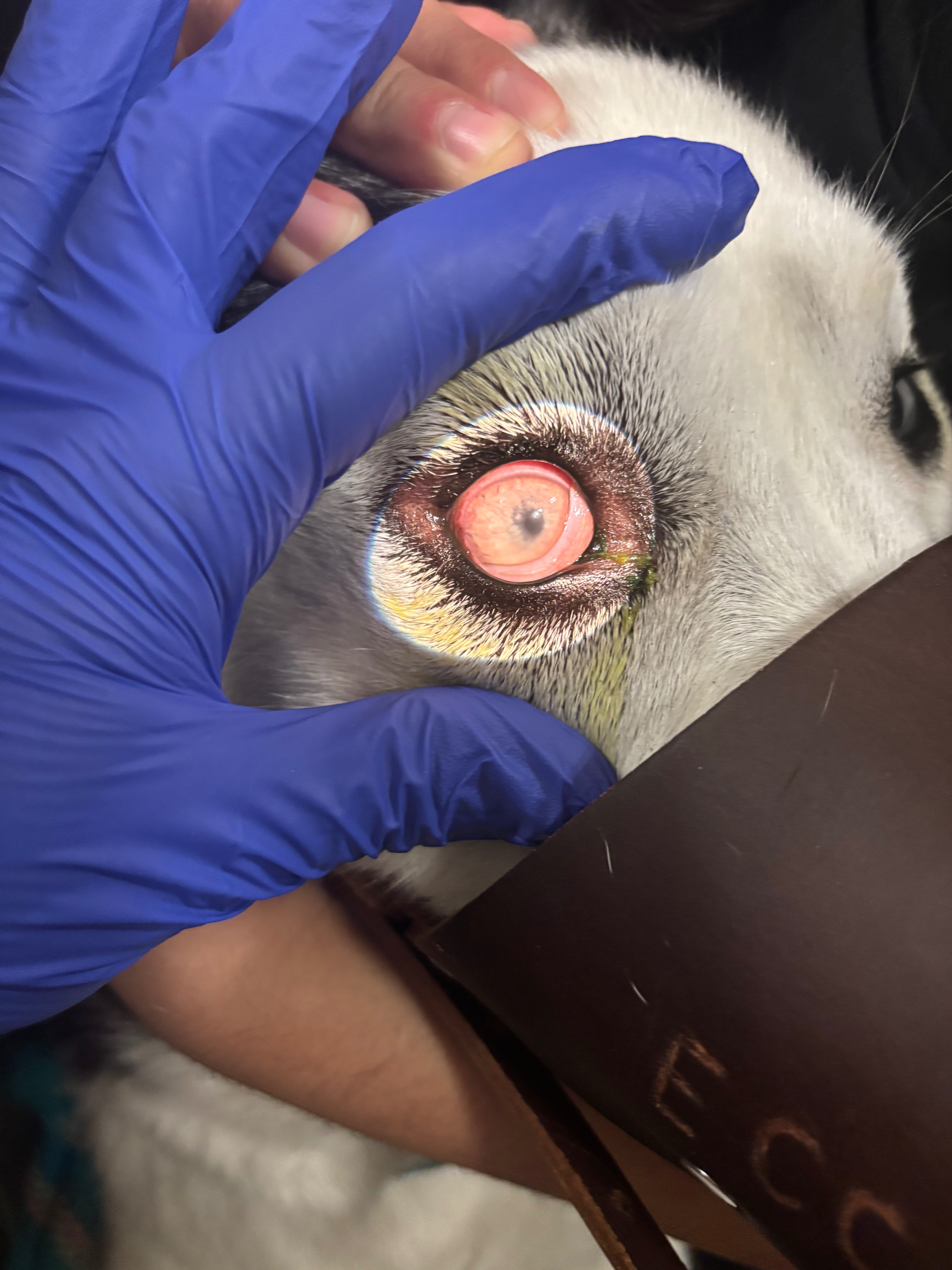 Help Lucky With His Eye Surgery campaign photo, 5 of 8