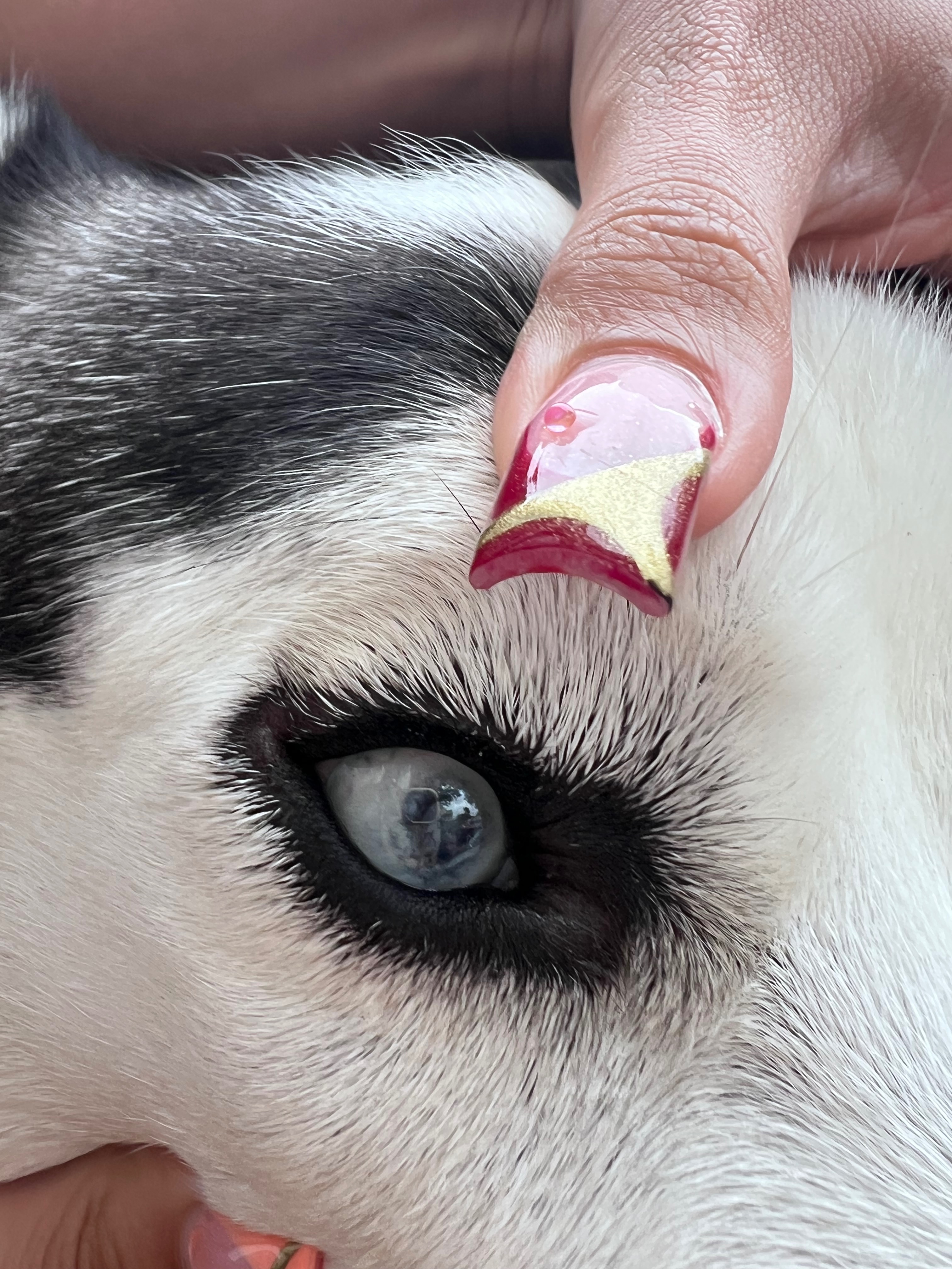 Help Lucky With His Eye Surgery campaign photo, 6 of 8
