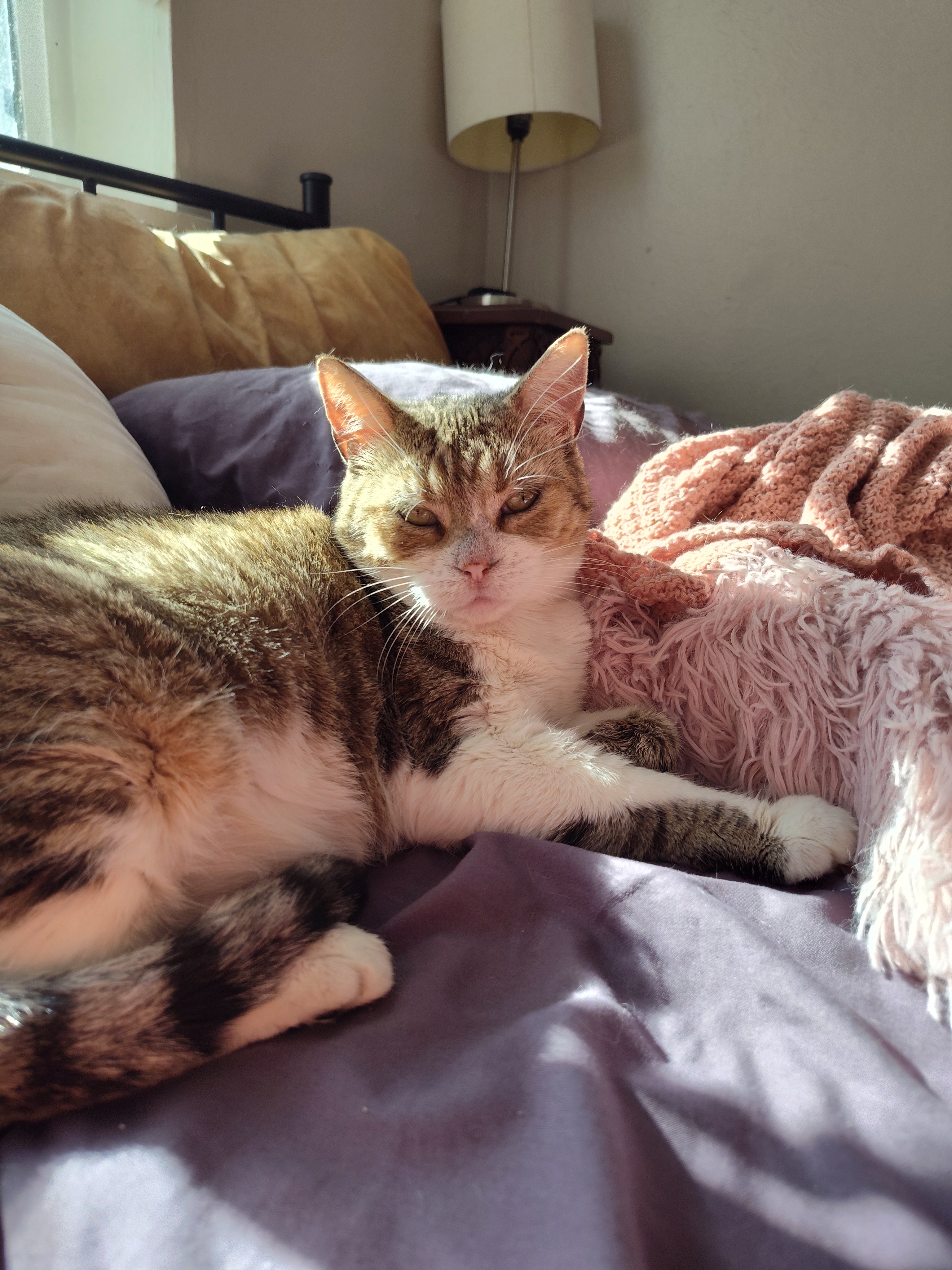Freya's Surgery - Help Get This Kitty Medical Treatment! campaign photo, 7 of 8