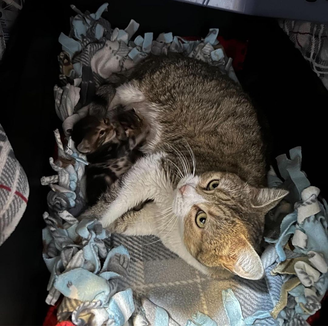 Freya's Surgery - Help Get This Kitty Medical Treatment! campaign photo, 2 of 8