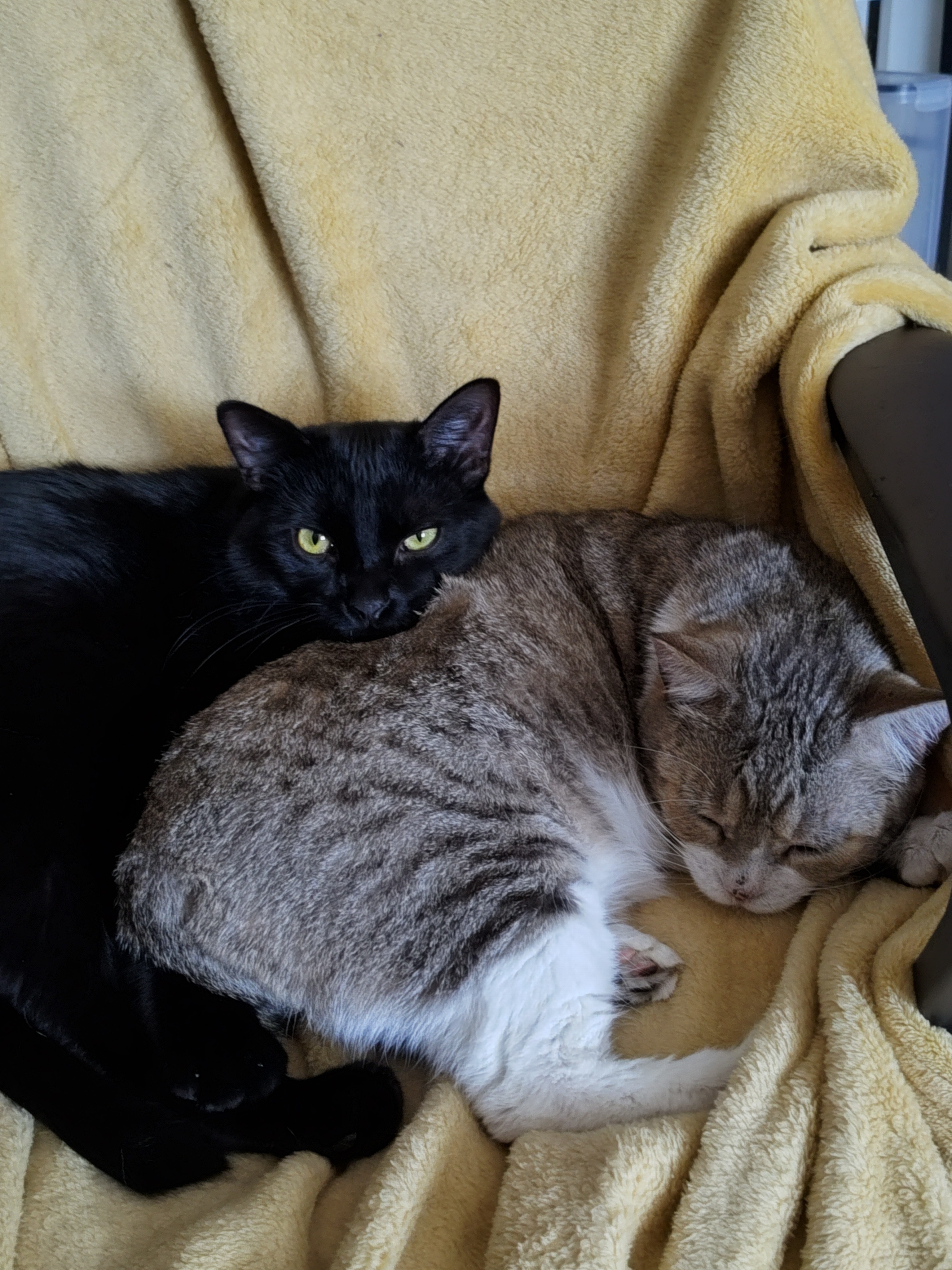 Freya's Surgery - Help Get This Kitty Medical Treatment! campaign photo, 4 of 8