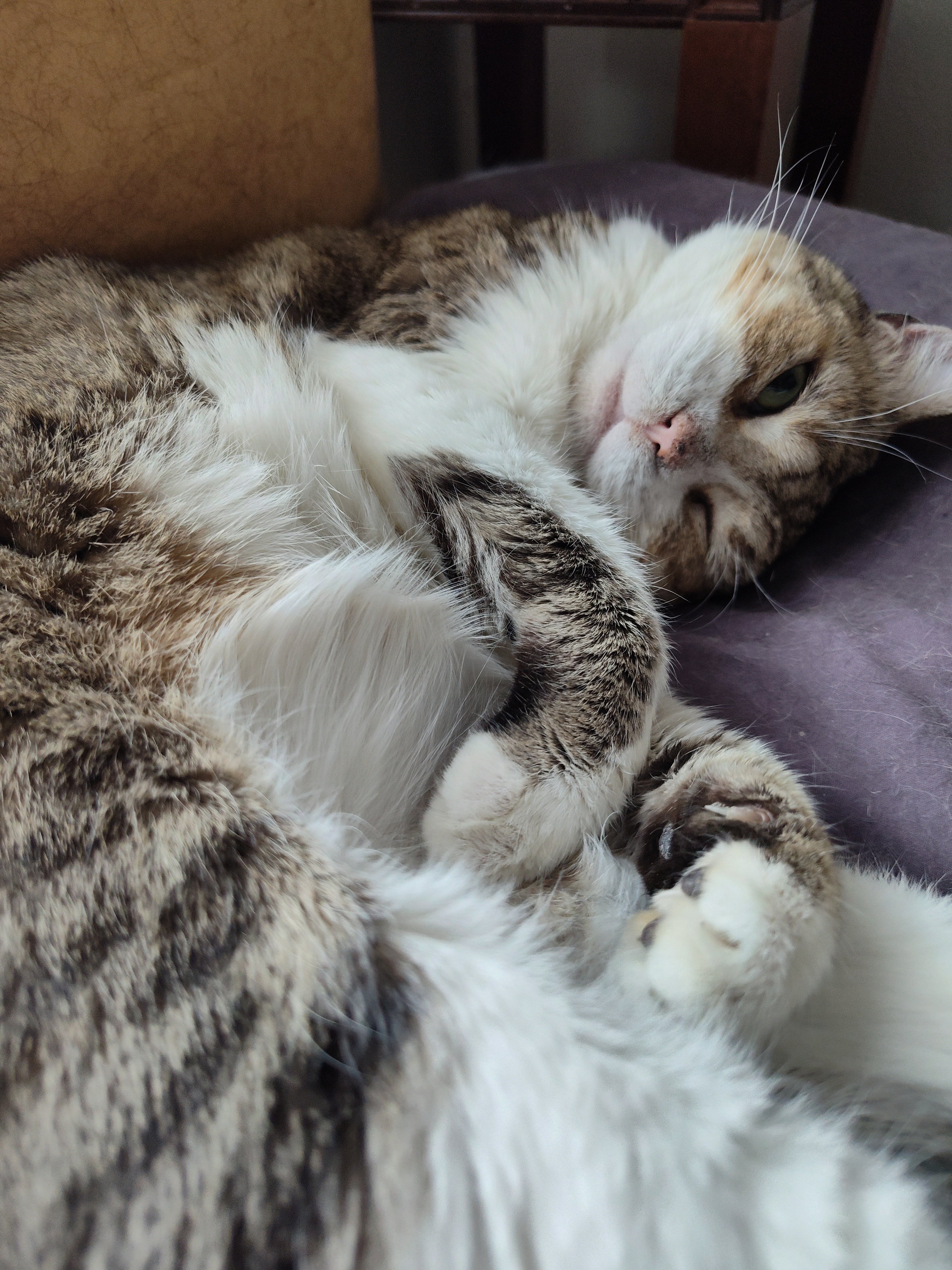 Freya's Surgery - Help Get This Kitty Medical Treatment! campaign photo, 5 of 8
