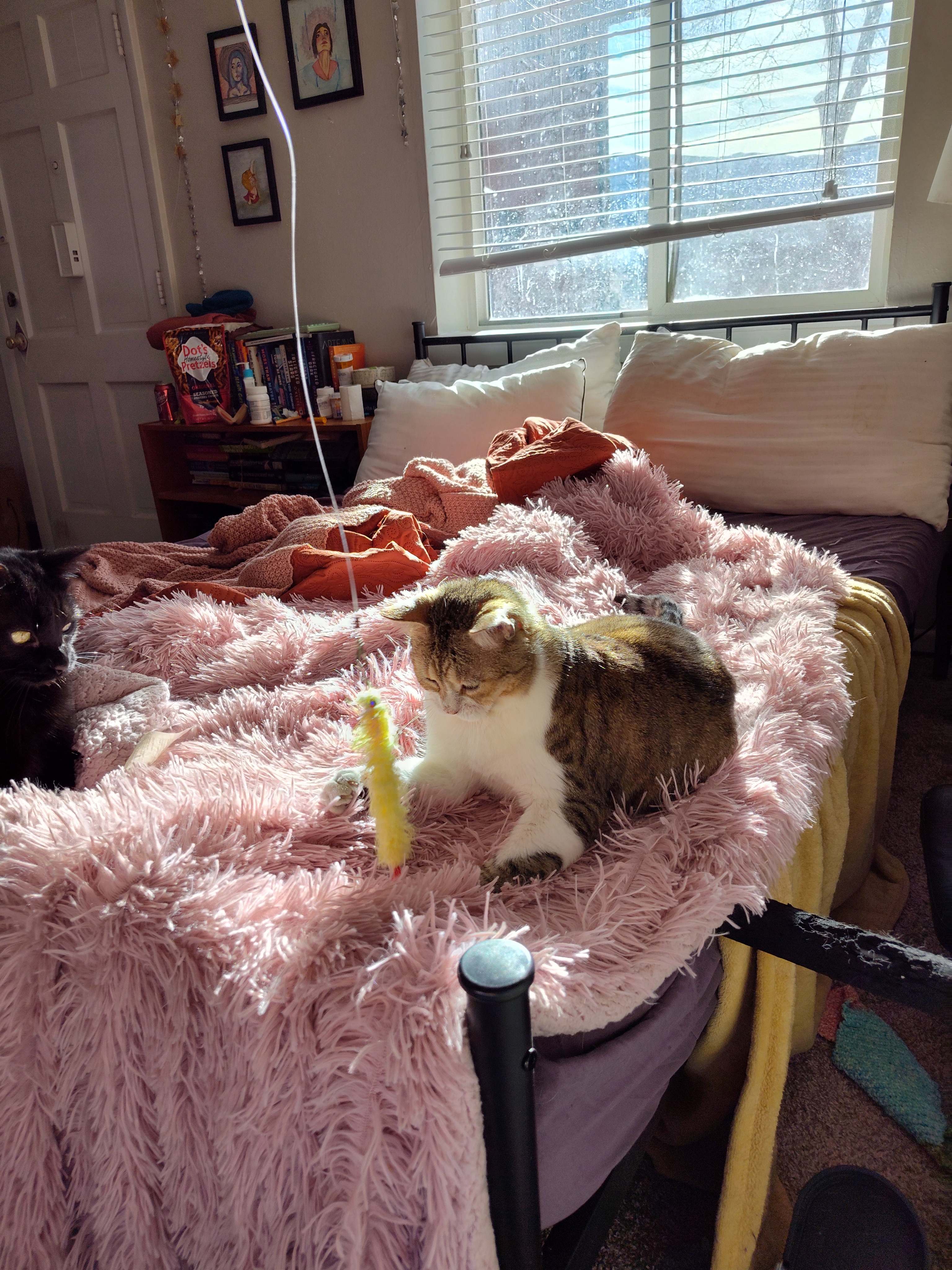 Freya's Surgery - Help Get This Kitty Medical Treatment! campaign photo, 6 of 8