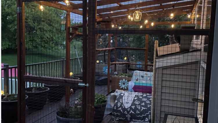 Help Happy Tears Build a Catio for Feral Cats photo