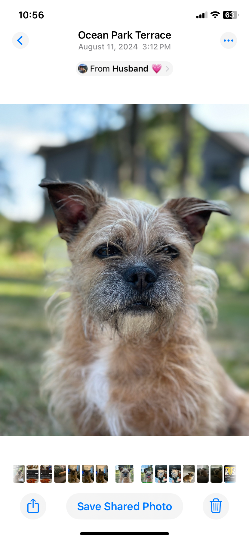 Henry’s Veterinarian Bill! campaign photo, 6 of 8
