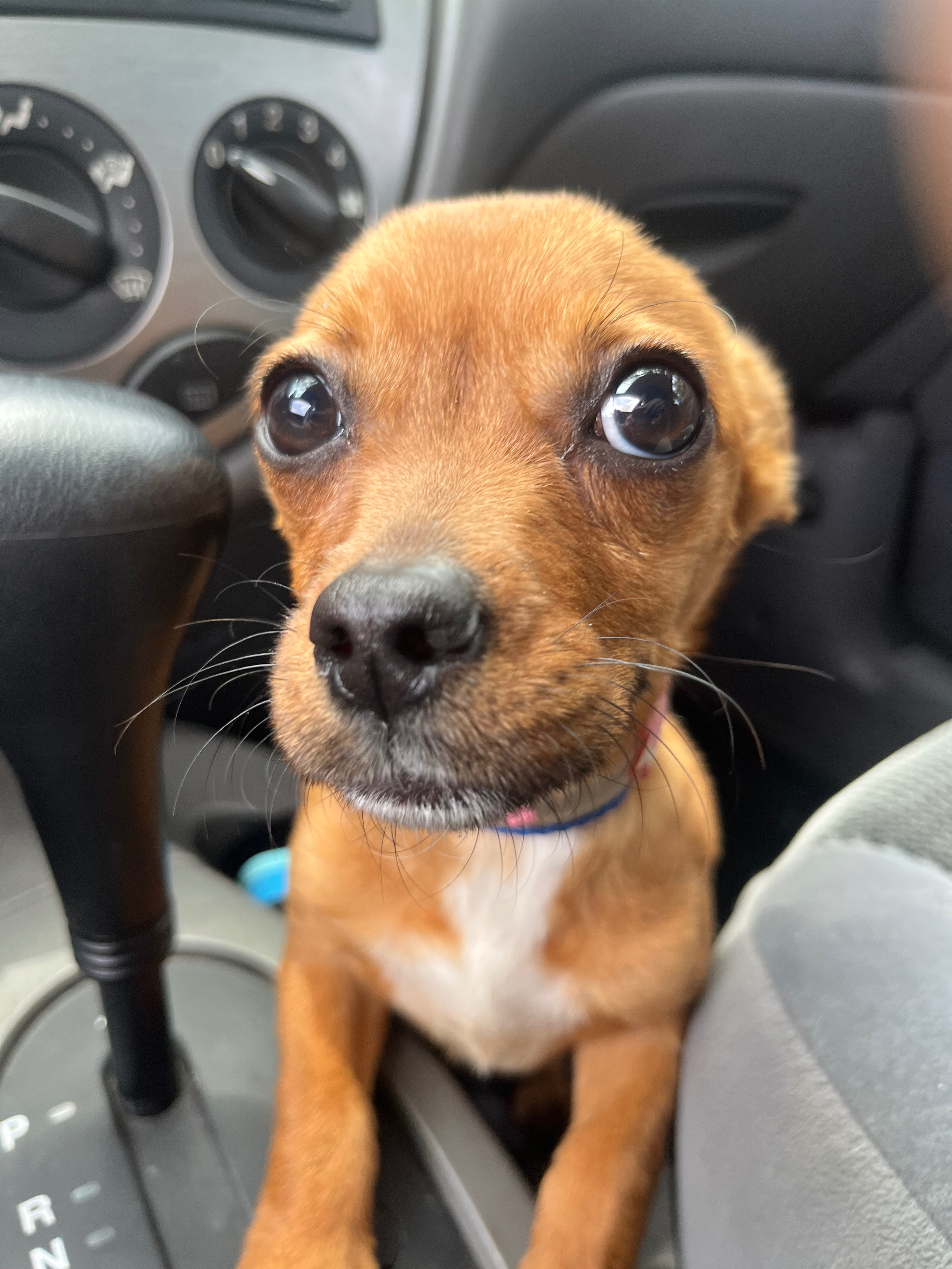 From Abandoned to Loved: Support Fiona campaign photo, 6 of 7