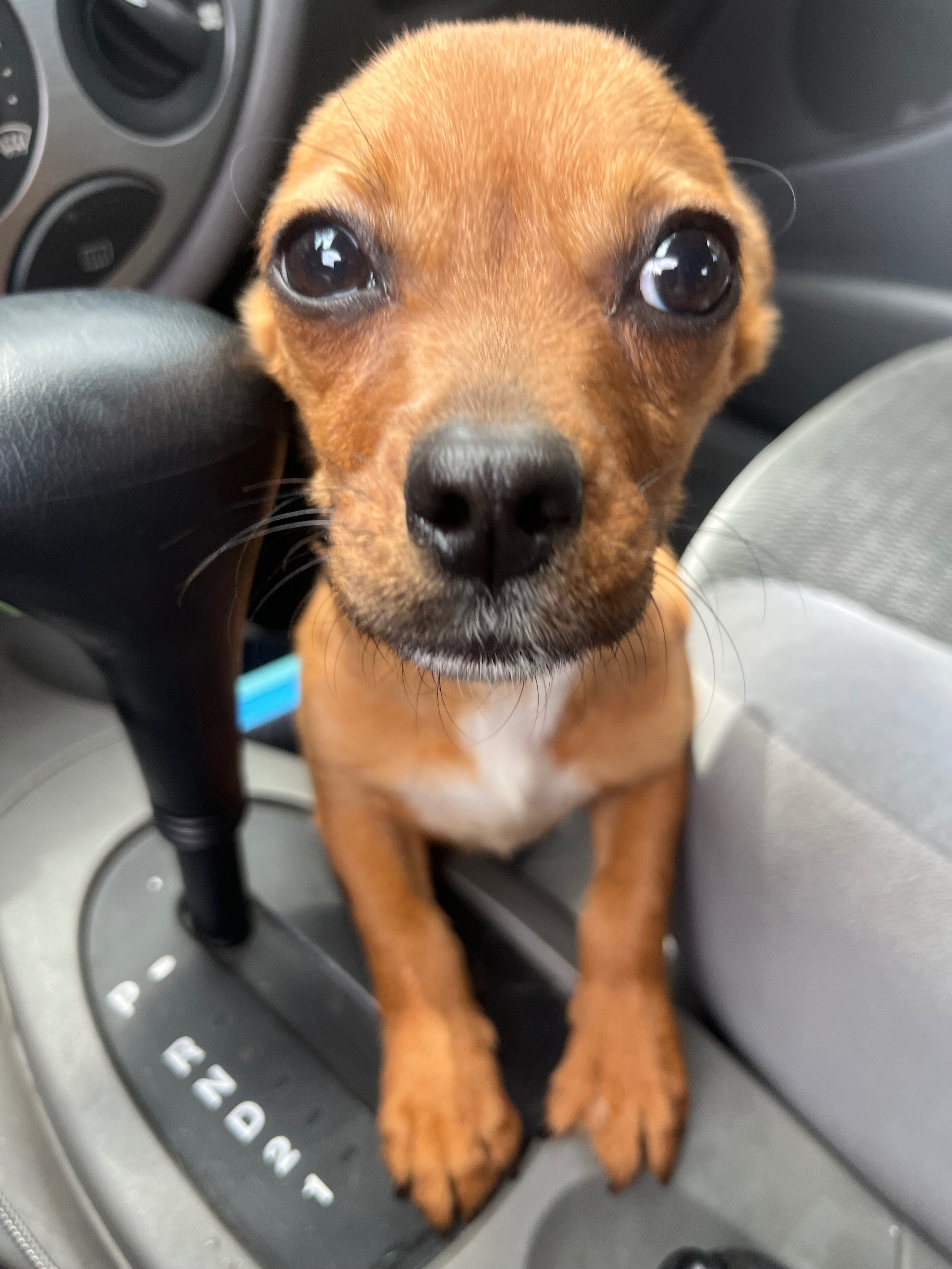 From Abandoned to Loved: Support Fiona campaign photo, 5 of 7