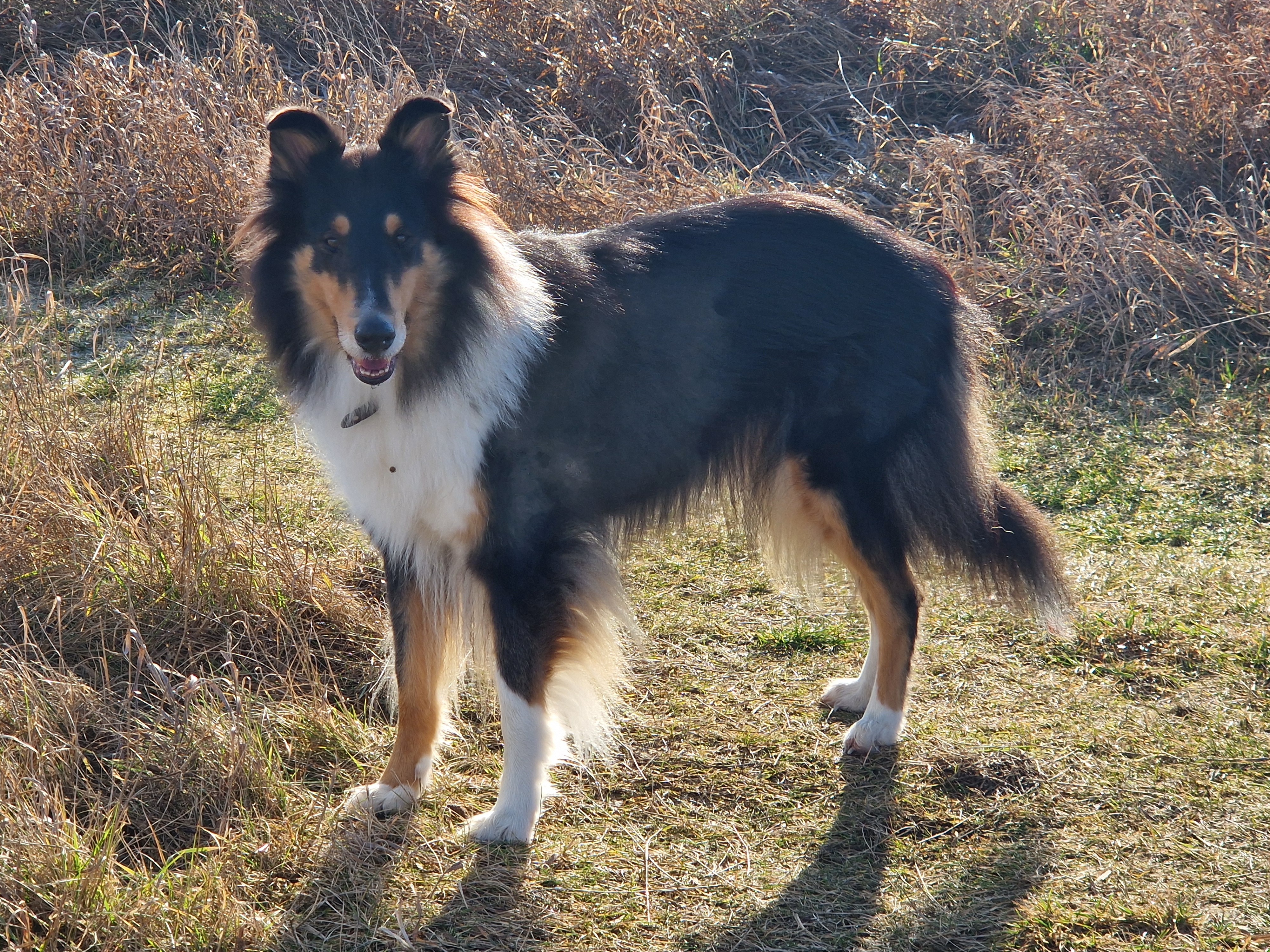 Hilfe für Colliehündin Enni campaign photo, 7 of 8