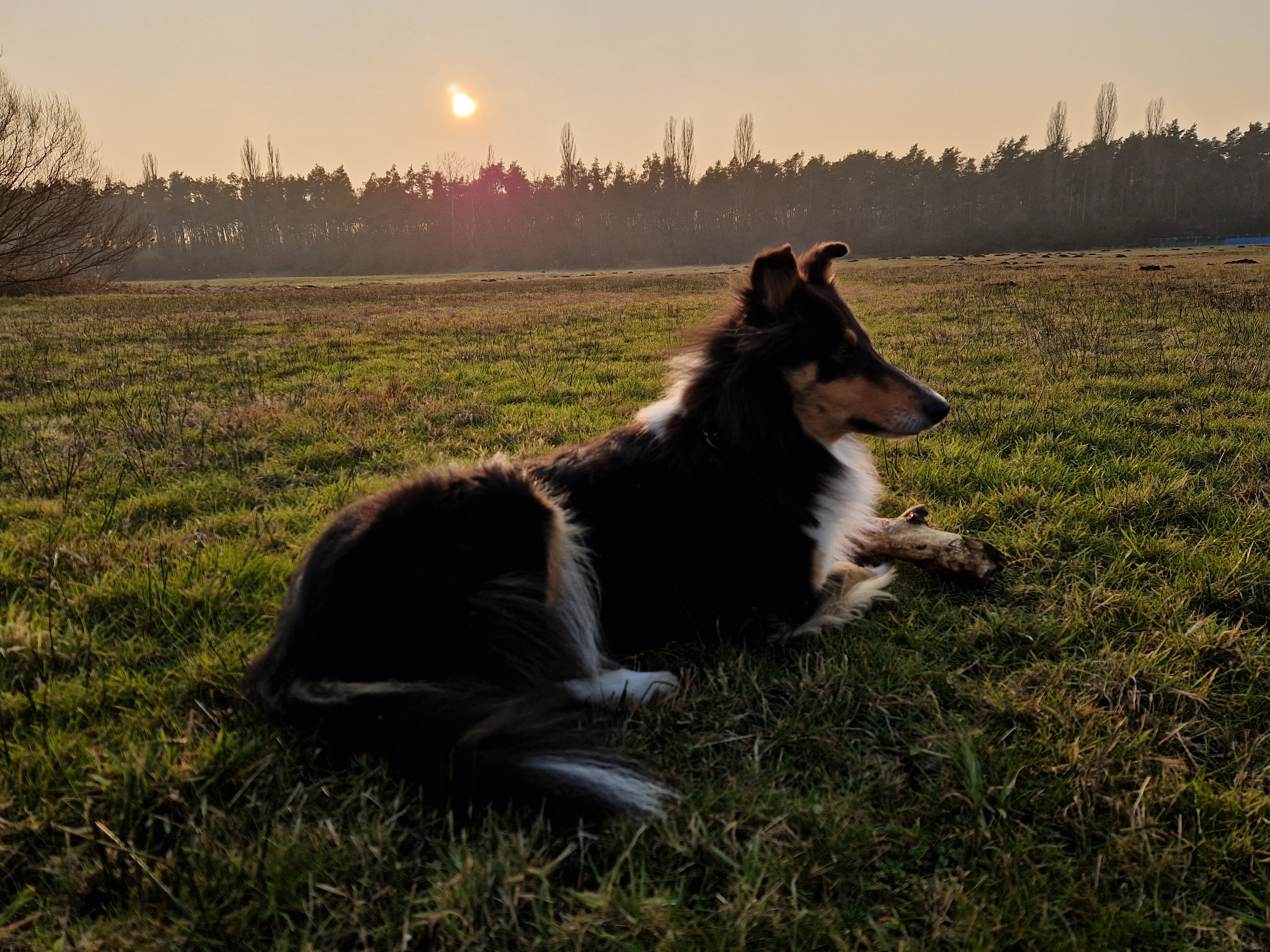 Hilfe für Colliehündin Enni campaign photo, 2 of 8