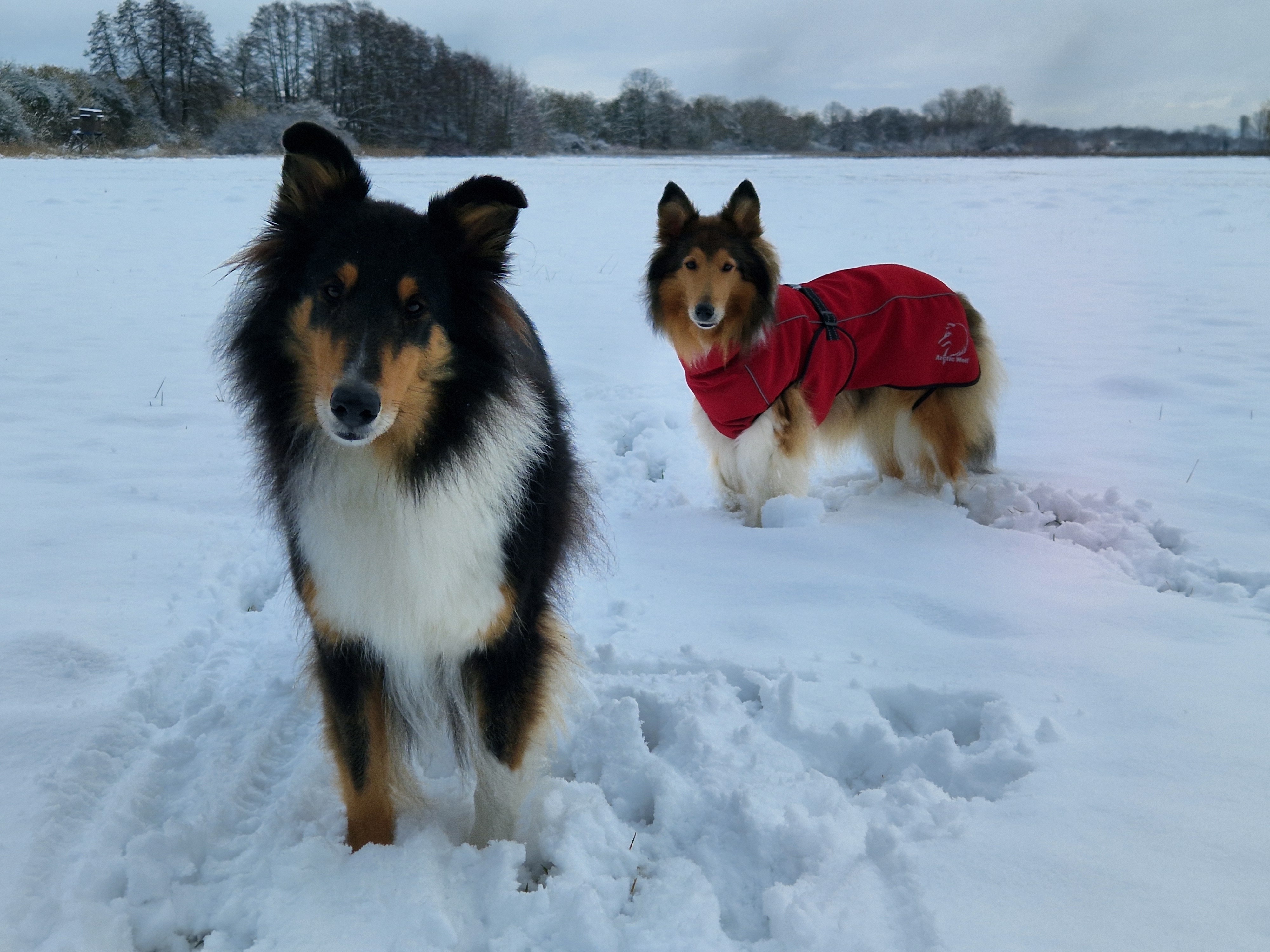 Hilfe für Colliehündin Enni campaign photo, 4 of 8