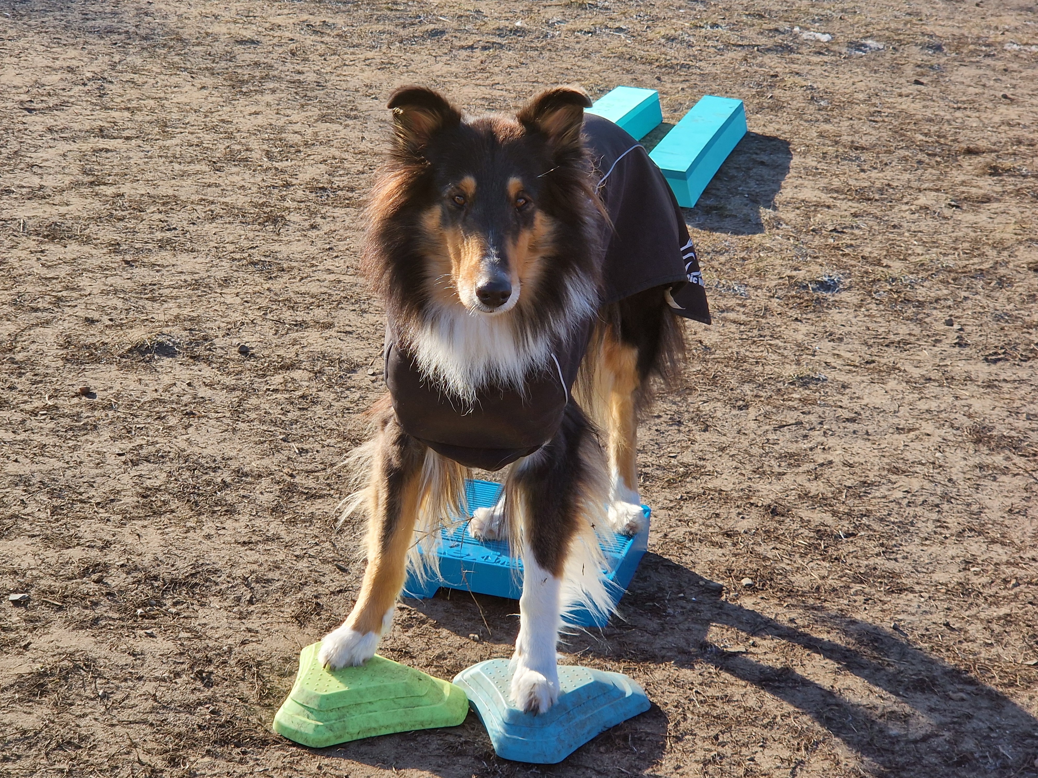 Hilfe für Colliehündin Enni campaign photo, 5 of 8