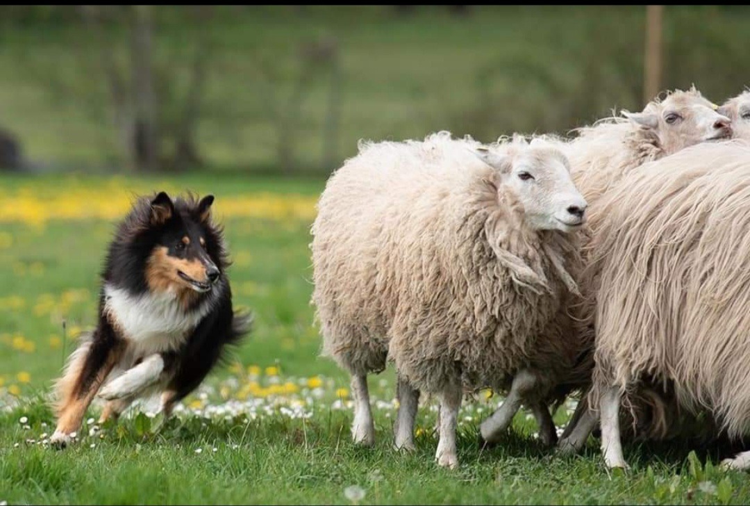 Hilfe für Colliehündin Enni campaign photo, 6 of 8