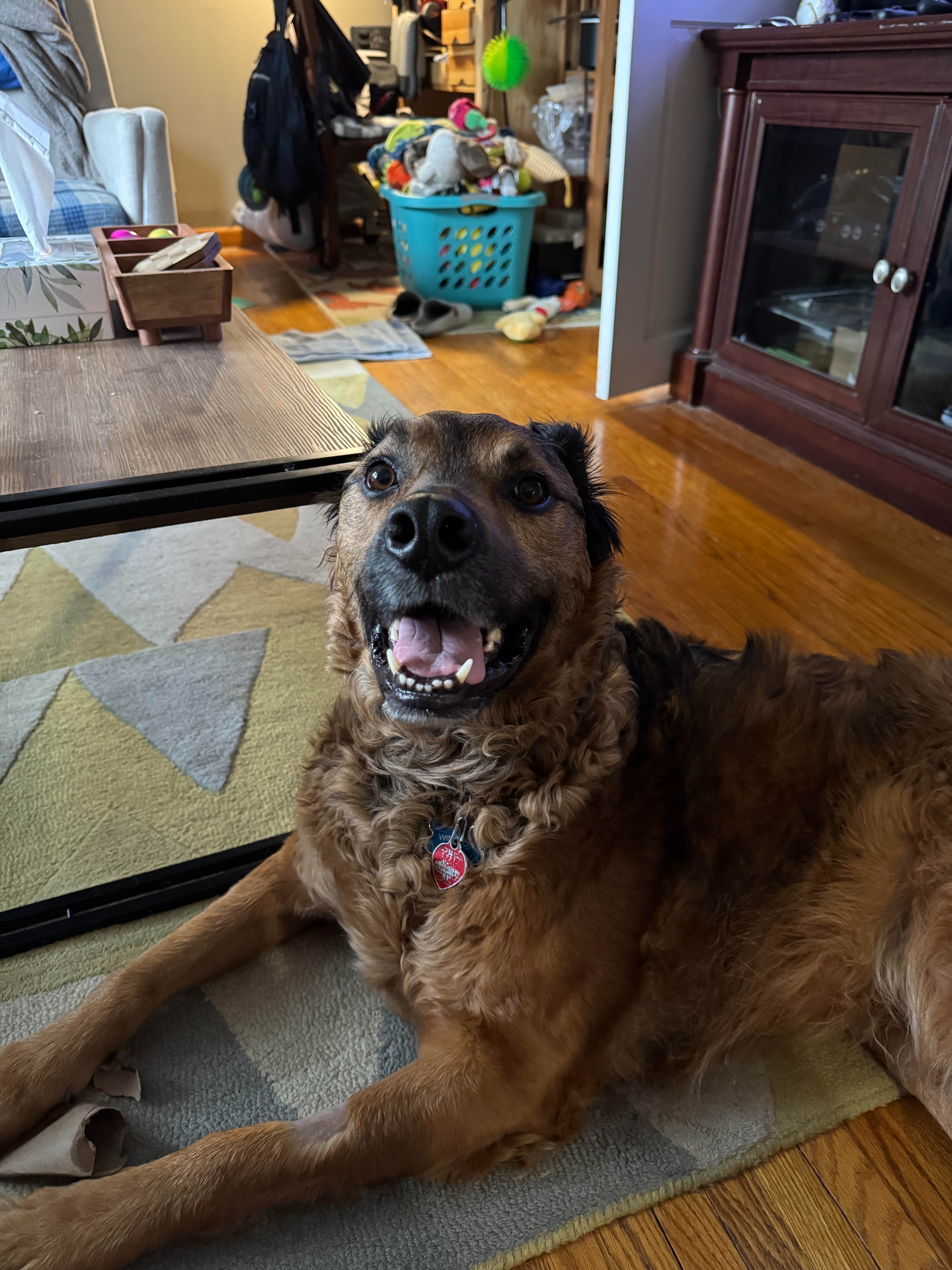 Help Winston Battle His Health Crisis campaign photo, 7 of 8
