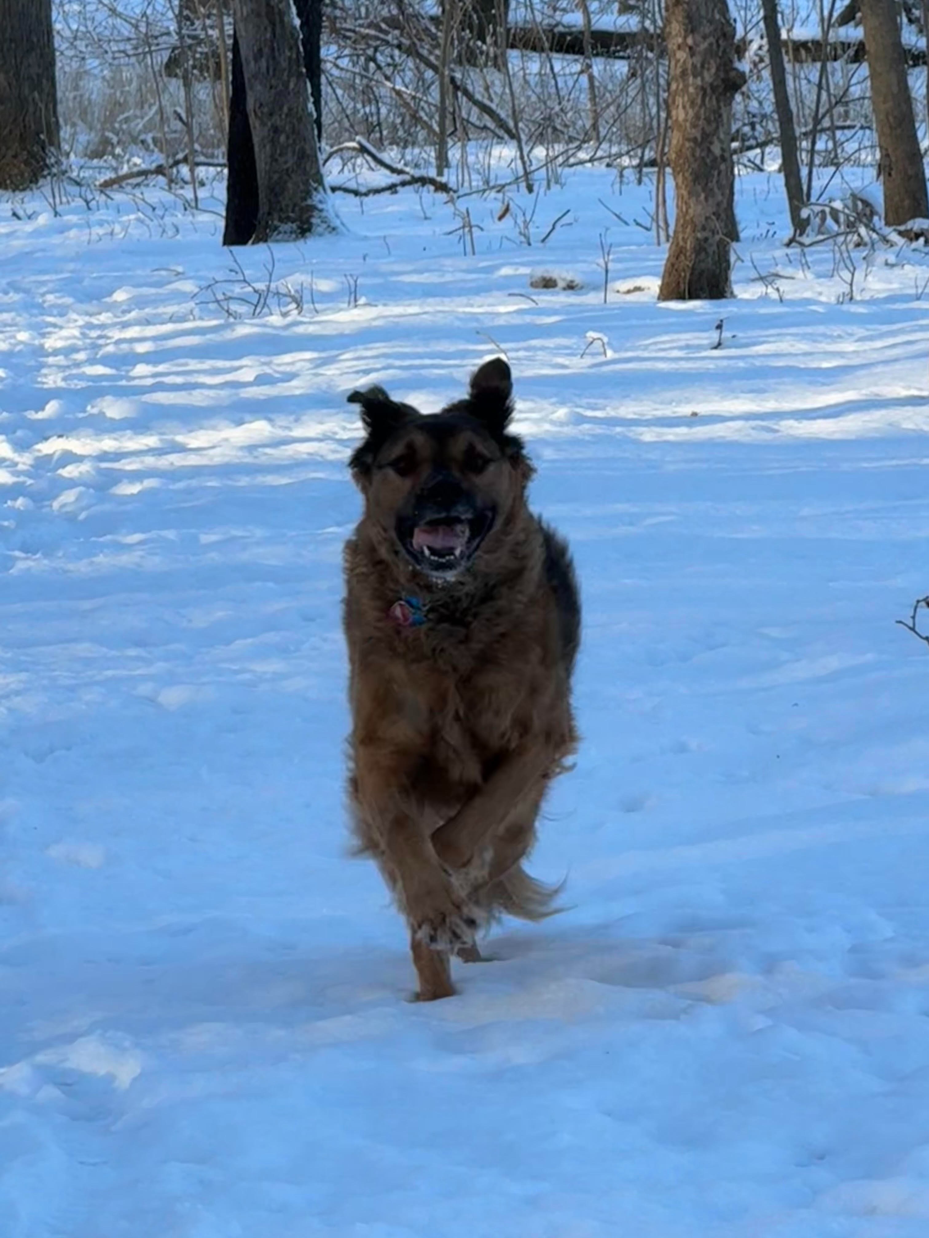 Help Winston Battle His Health Crisis campaign photo, 6 of 8
