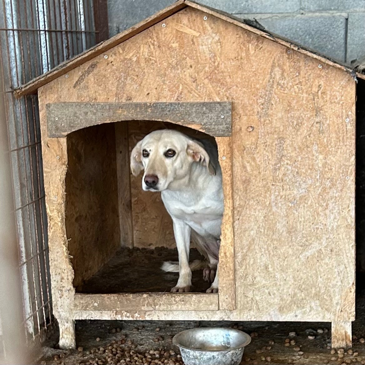 Yappy Valley Dog Sanctuary campaign photo, 6 of 7