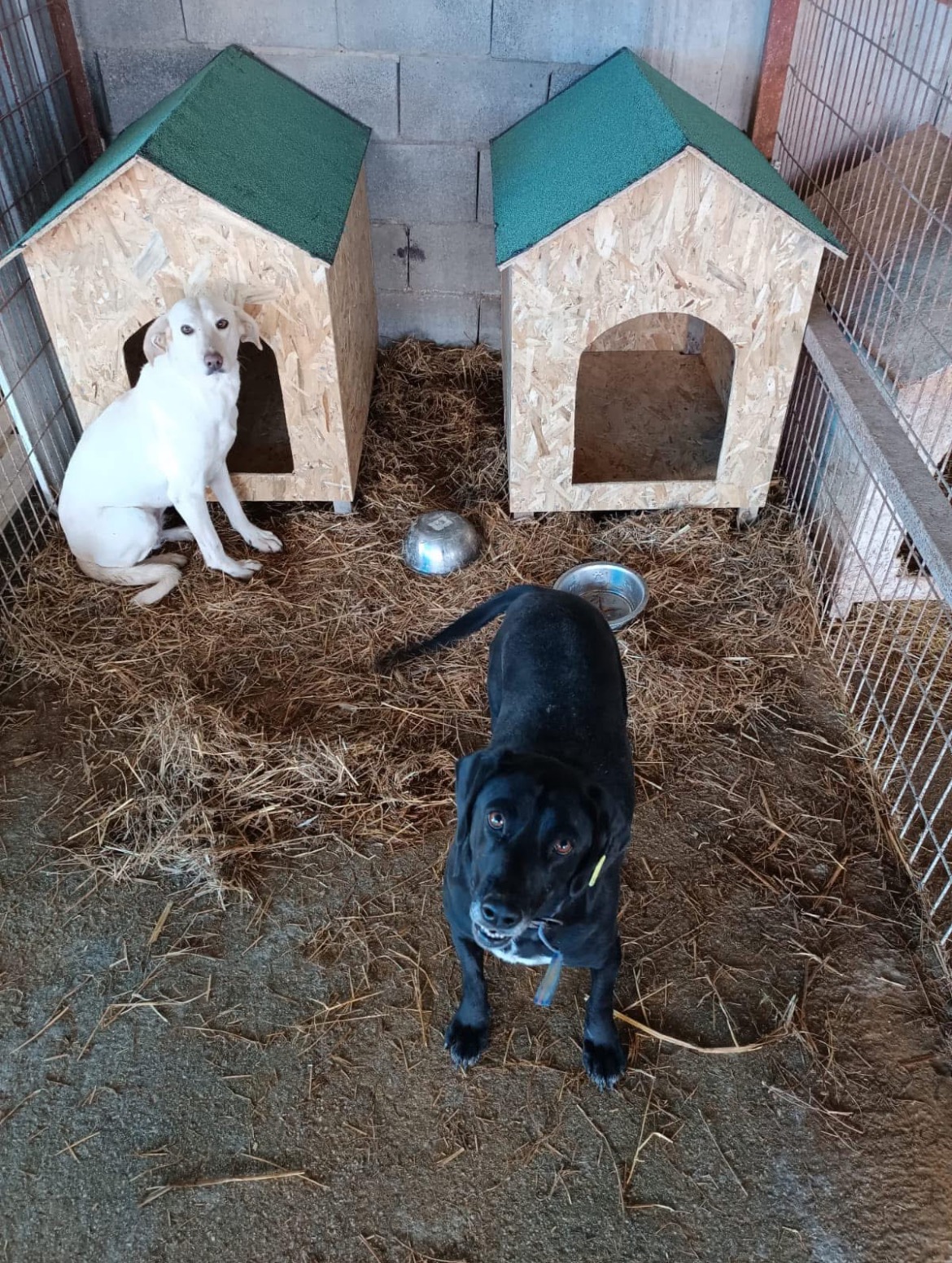 Yappy Valley Dog Sanctuary campaign photo, 2 of 7