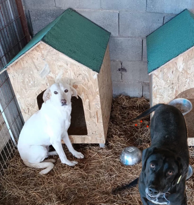 Yappy Valley Dog Sanctuary campaign photo, 4 of 7