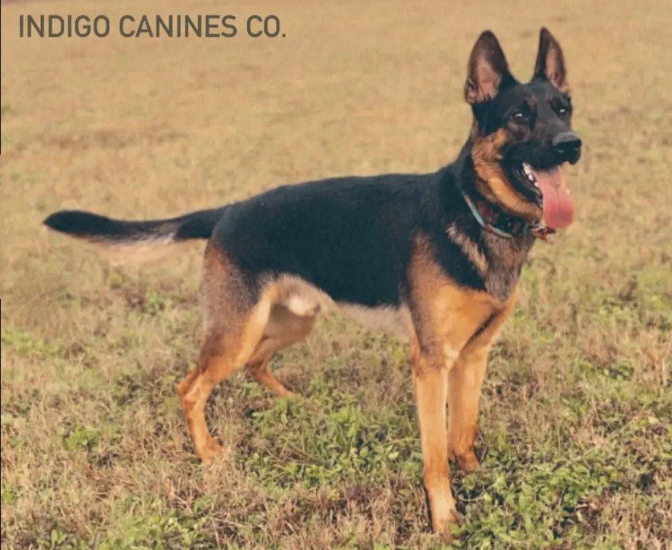 Alyce's Service Dog Fundraiser campaign photo, 6 of 7