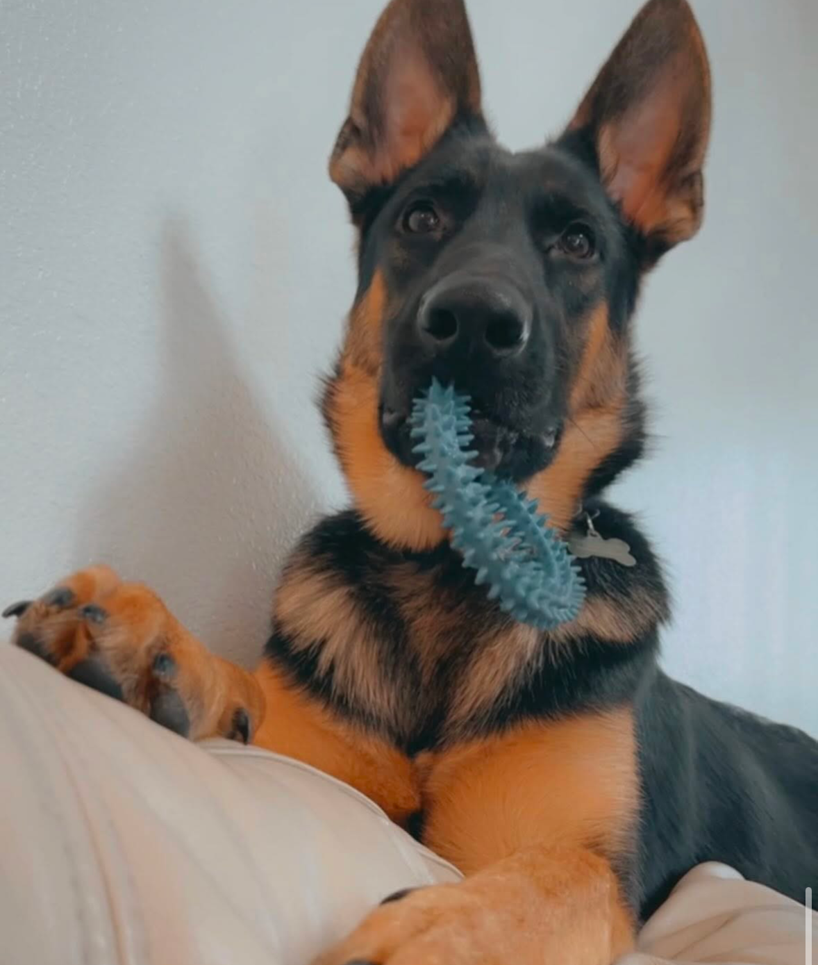 Alyce's Service Dog Fundraiser campaign photo, 2 of 7