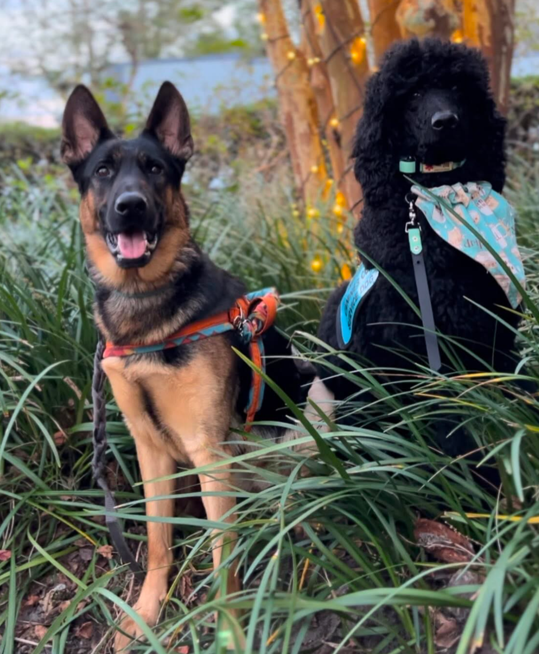 Alyce's Service Dog Fundraiser campaign photo, 5 of 7