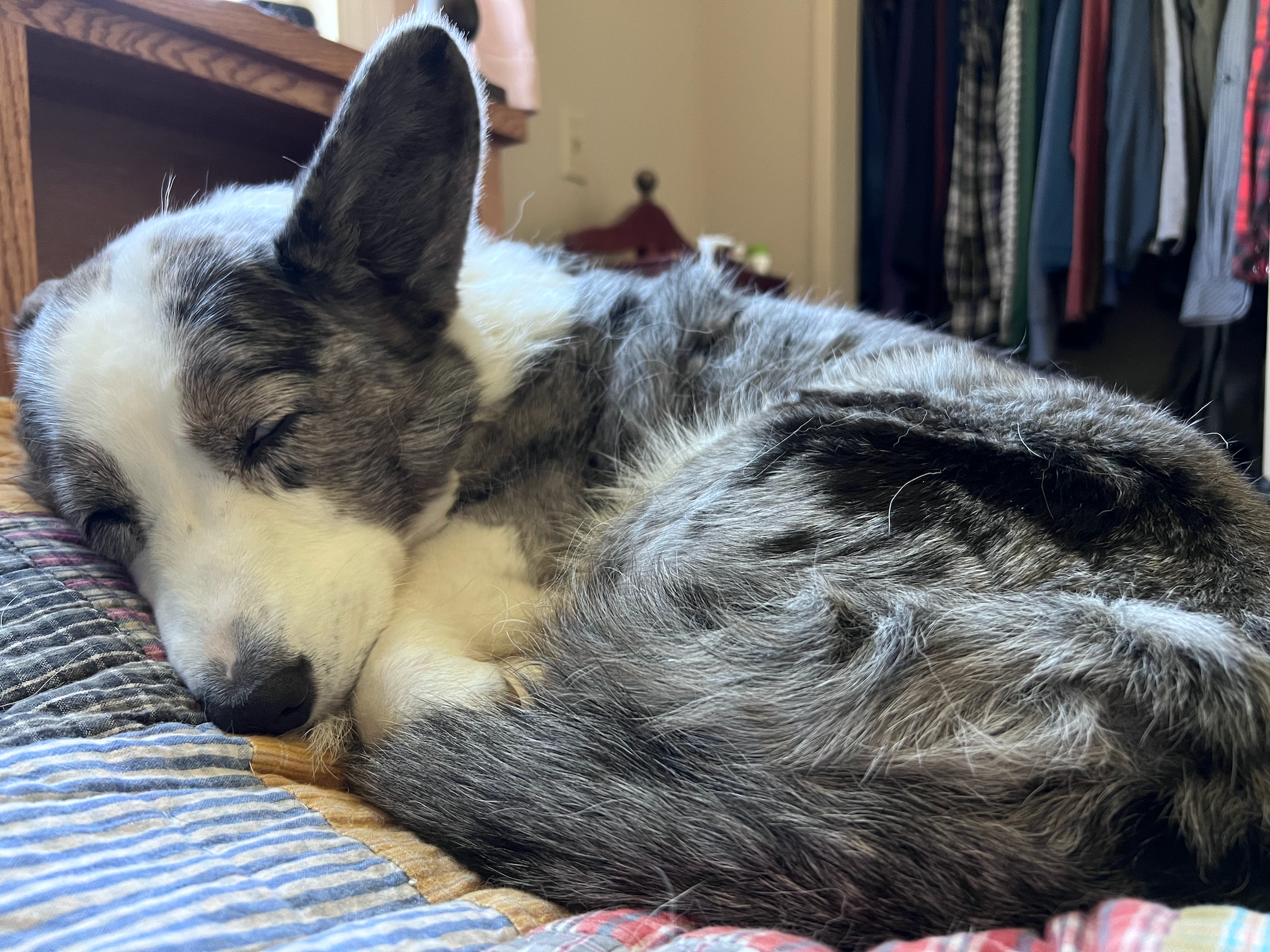 Help my late wife's beloved corgi, Myra, fight cancer campaign photo, 5 of 6