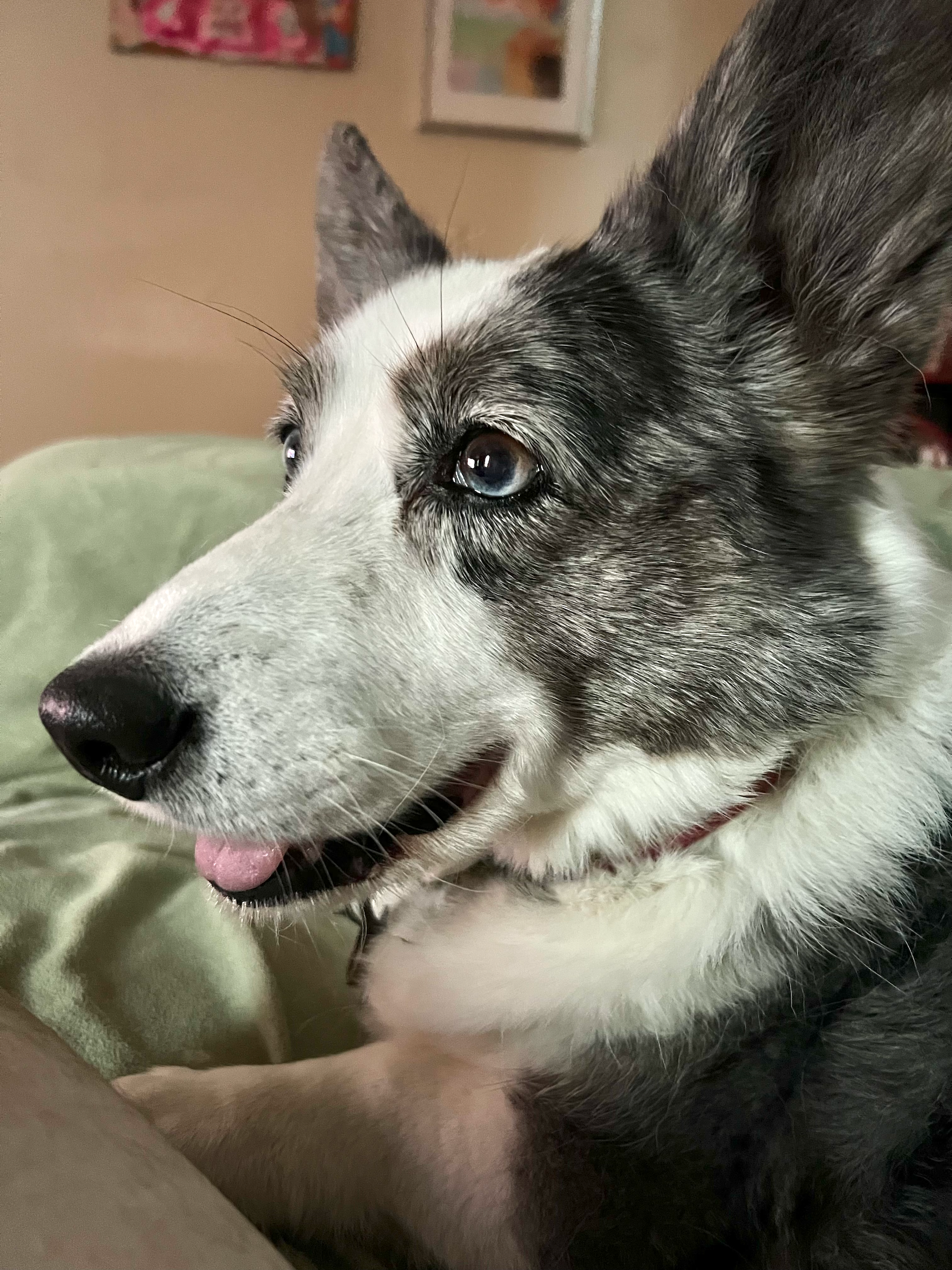 Help my late wife's beloved corgi, Myra, fight cancer campaign photo, 4 of 6